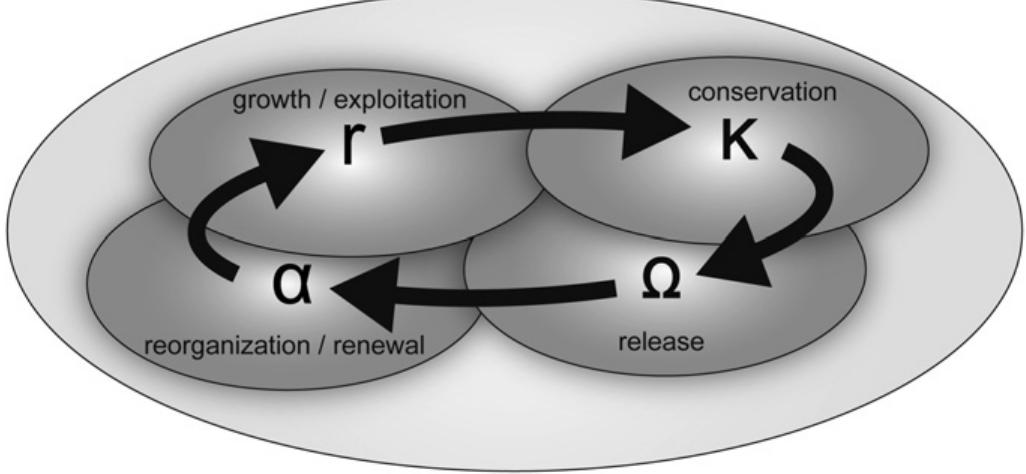 Adaptive cycle model (adapted from resilience alliance,
