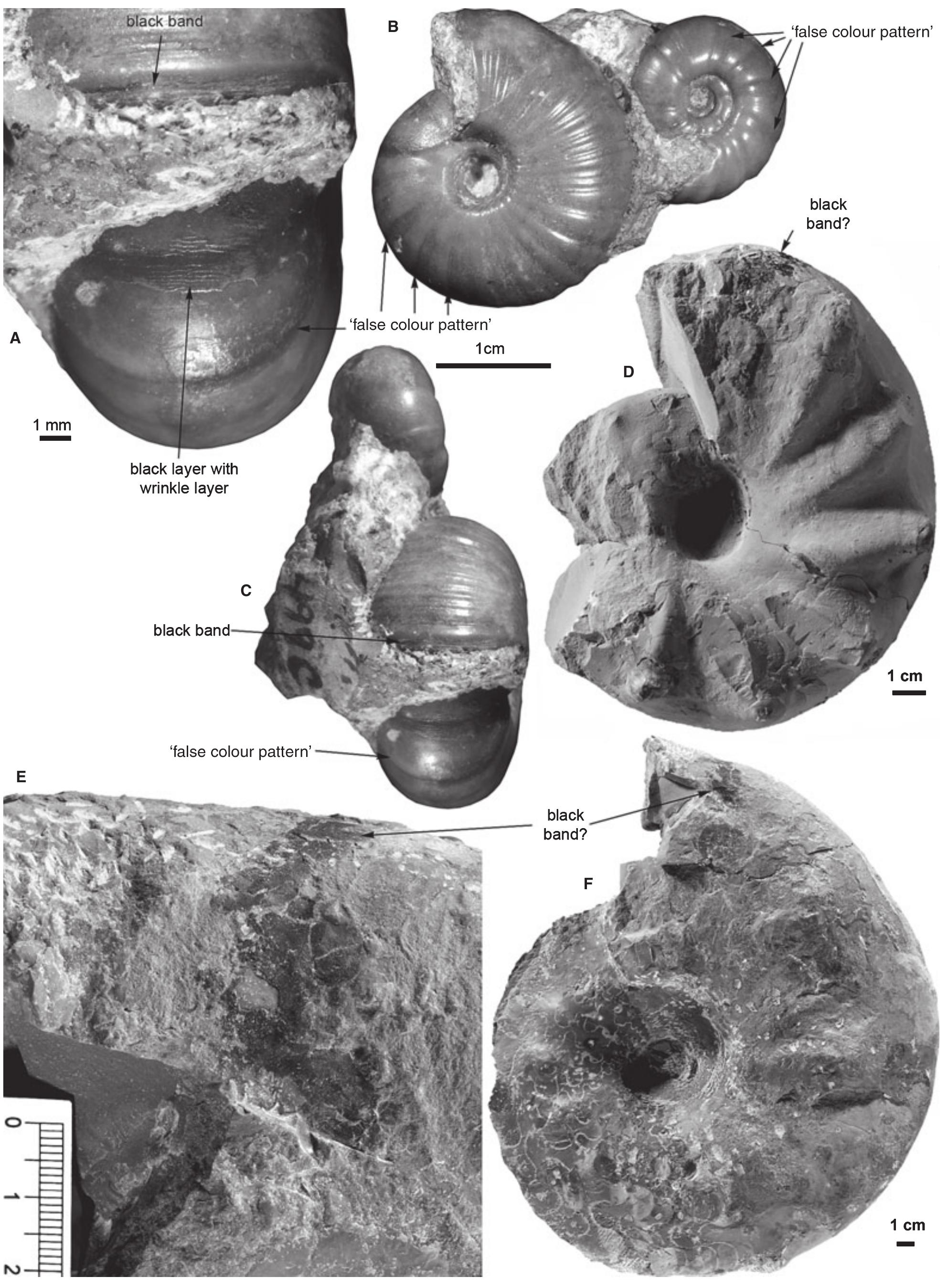 Figure 3 - Ammonoid Shell Structures of Primary Organic