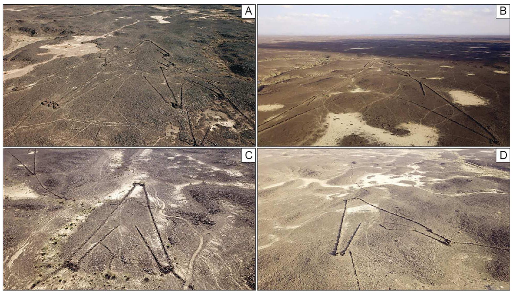 Fig. 12. Oblique drone pictures of typical Khaybar desert kites with their generally triangular, regular and symmetrical shapes. Naming of the kites according to the Globalkites Project numbering system are: A: AB41; B: AB8; C: AB7; D: AB19. Photo credits: KLDAP. 