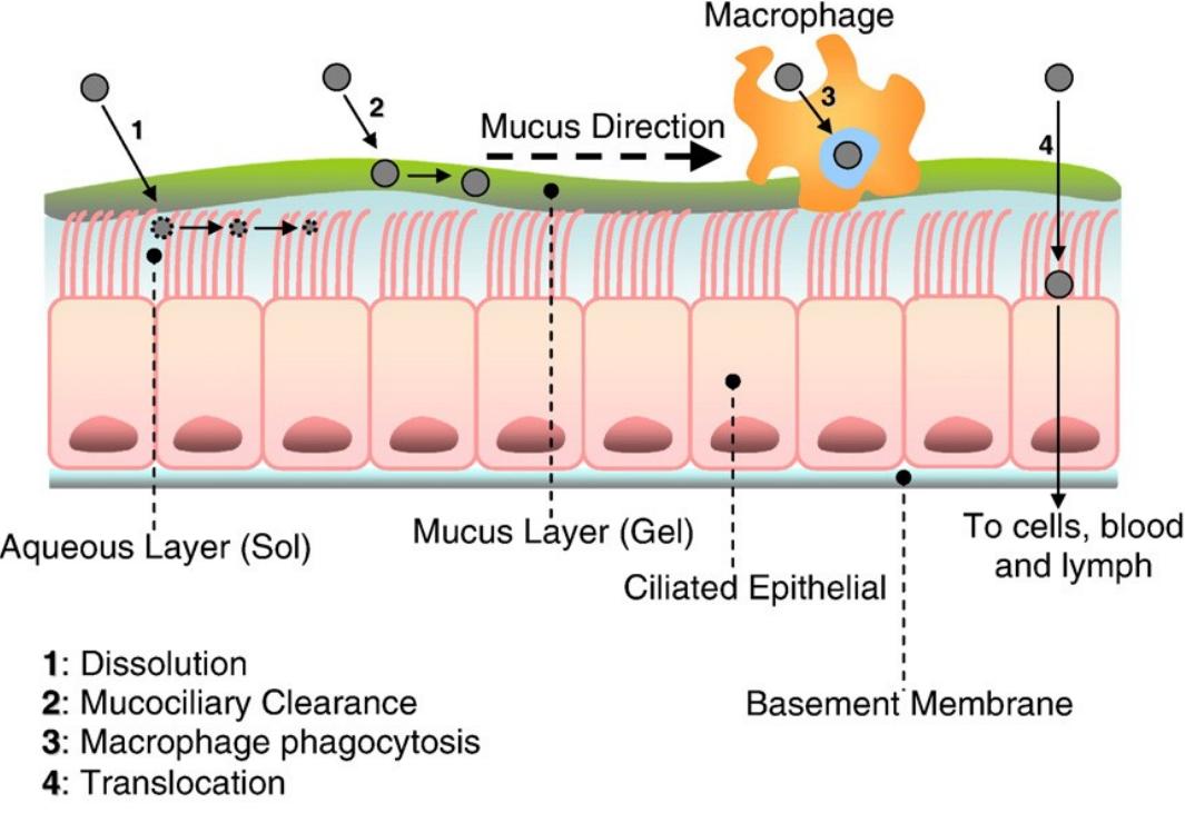 Figure 3 - from Lung deposition predictions of airborne