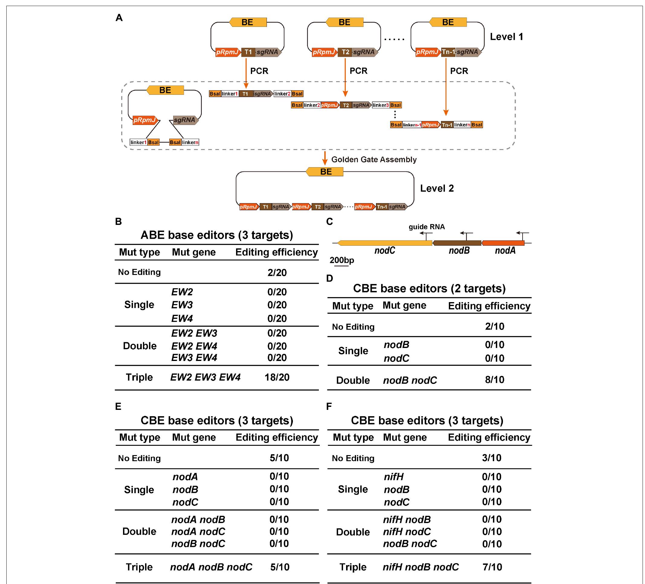 | gga-based multiplex gene editing. (a) schematic flowchart