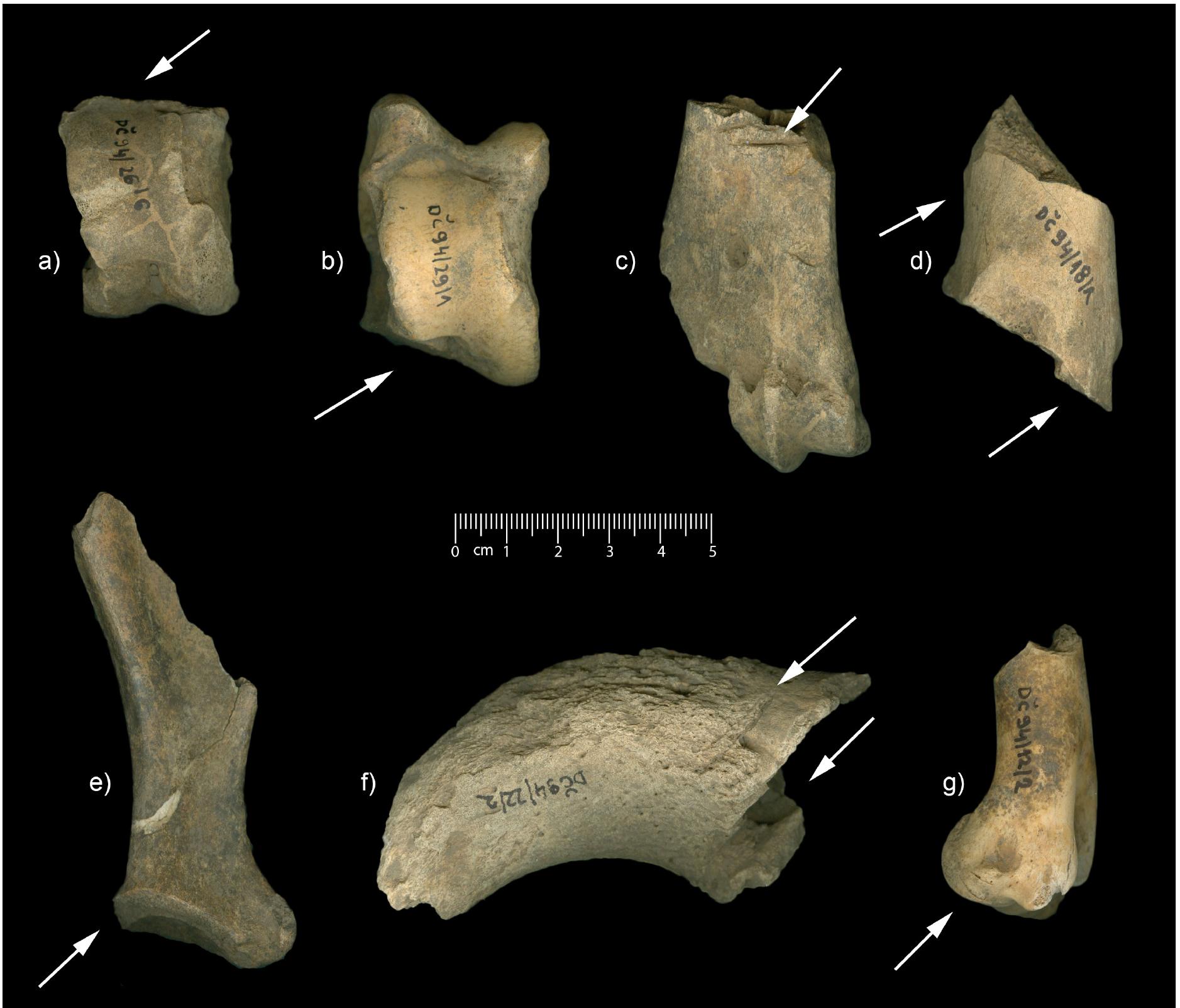 Fig. 7. Various skeletal elements with butchery marks: (a) - (b) cattle astragalus, (c) cattle metacarpal, (d) cattle calcaneus, (e) caprines scapula, (f) sheep horn core, (g) goat humerus 