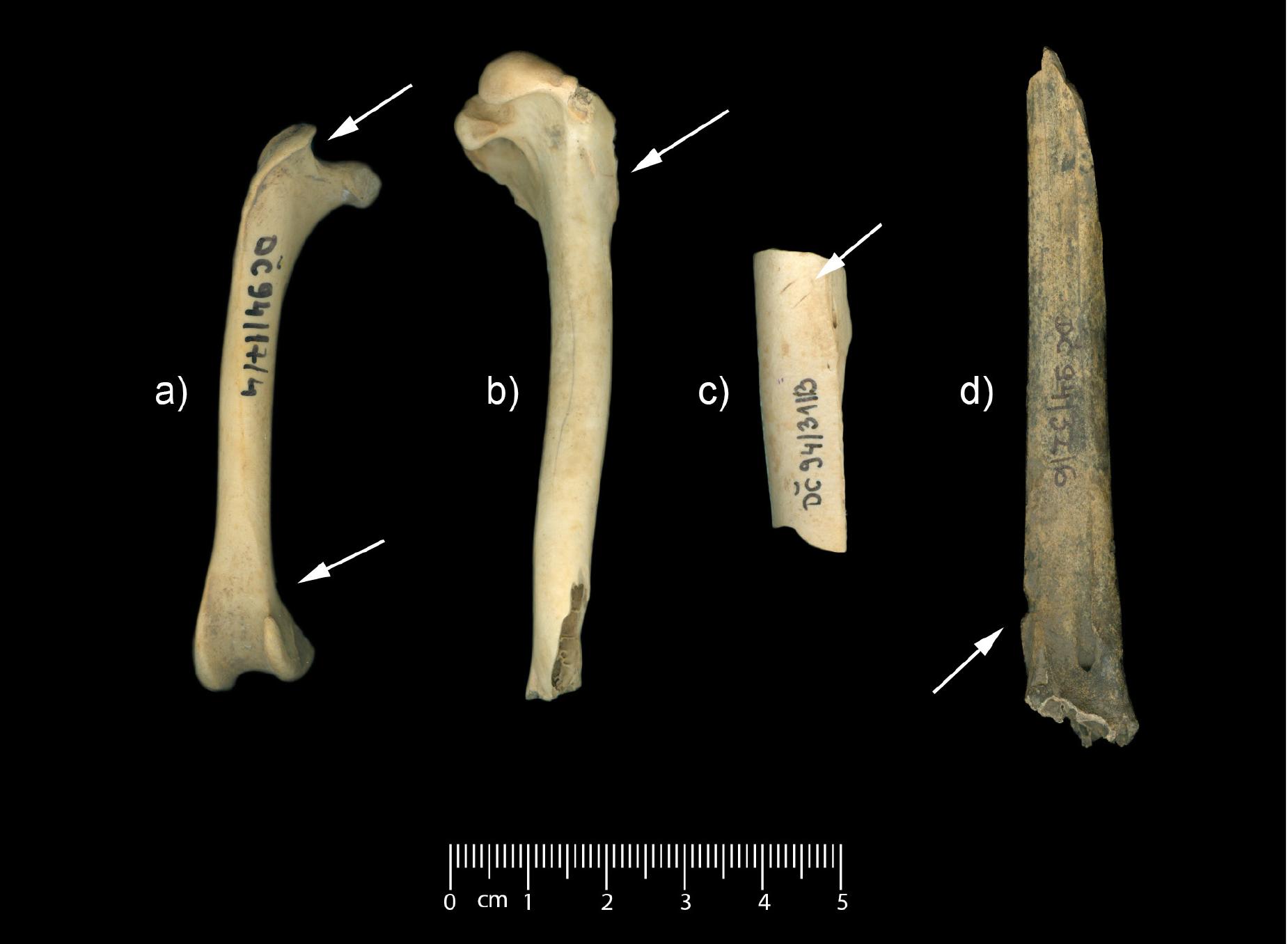 Fig. 9. Poultry bones with butchery marks: (a) chicken right femur, (b) duck right humerus, (c) turkey left femur, (d) turkey left tibiotarsus 