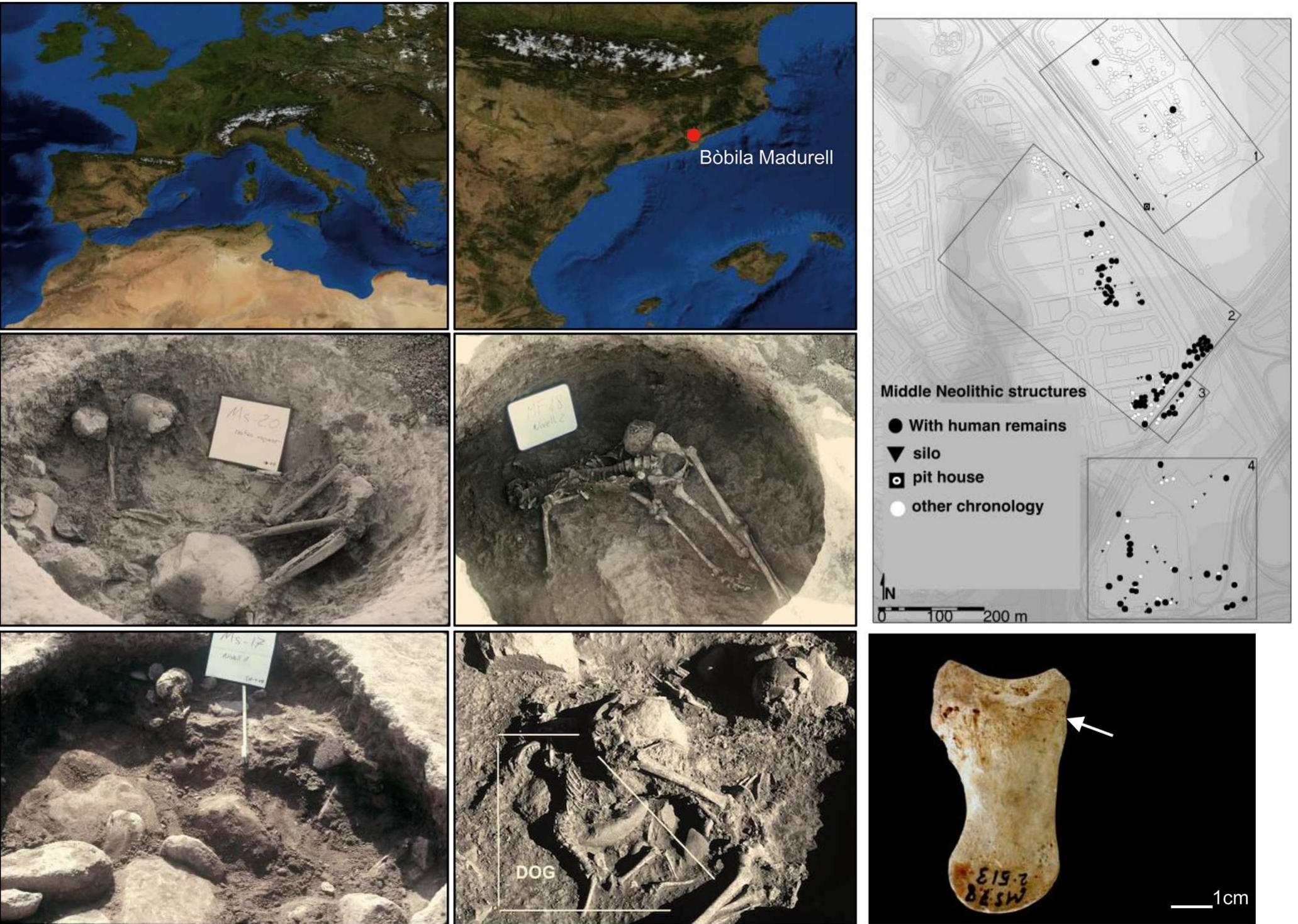 Fig. 1 Site location map showing the different Bobila Madurell sectors and images of different structures and faunal remains (map by Gerard Remolins; images by the “Servei d’Arqueologia i Paleontologia. Generalitat de Catalunya”)  In order to consider possible differences in the funerary ritual practiced in these structures, we have referred to another classification that matches morphological information with hu- man remain position in the grave (Martin et al. 2017, in press):  Burials studied here were excavated in 1989 (Blanch et al.  1991), in the areas named “Madurell Sur” (MS) and “Madurell Ferrocarril” (MF). In these two sectors, 72 