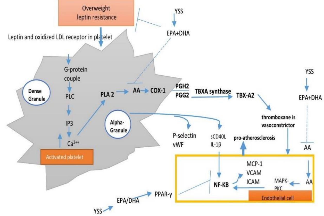 (PDF) Comparative effects of DHA and EPA on cell function