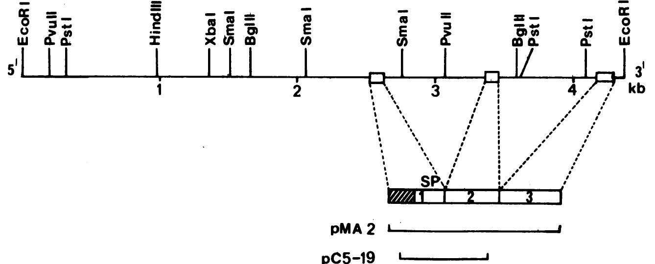 Metj Encode Figure 5 - from 5'-STRUCTURAL Analysis of Genes Encoding
