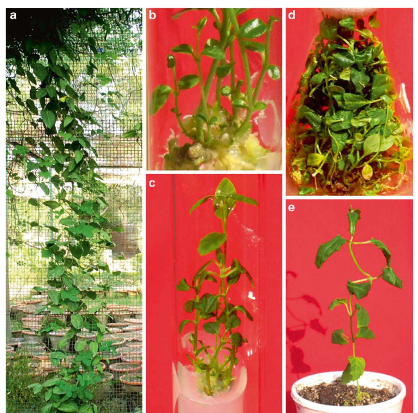 PDF) Biotechnological strategies for the conservation of