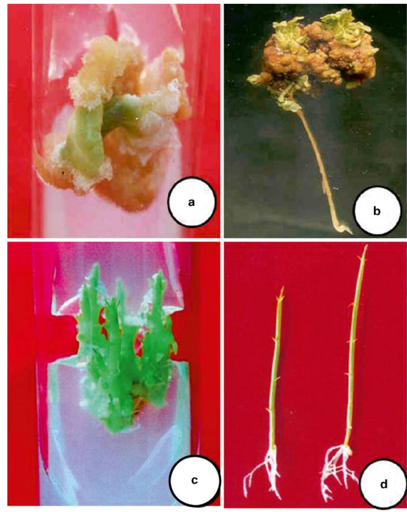 yam PDF) Biotechnological strategies for the conservation of