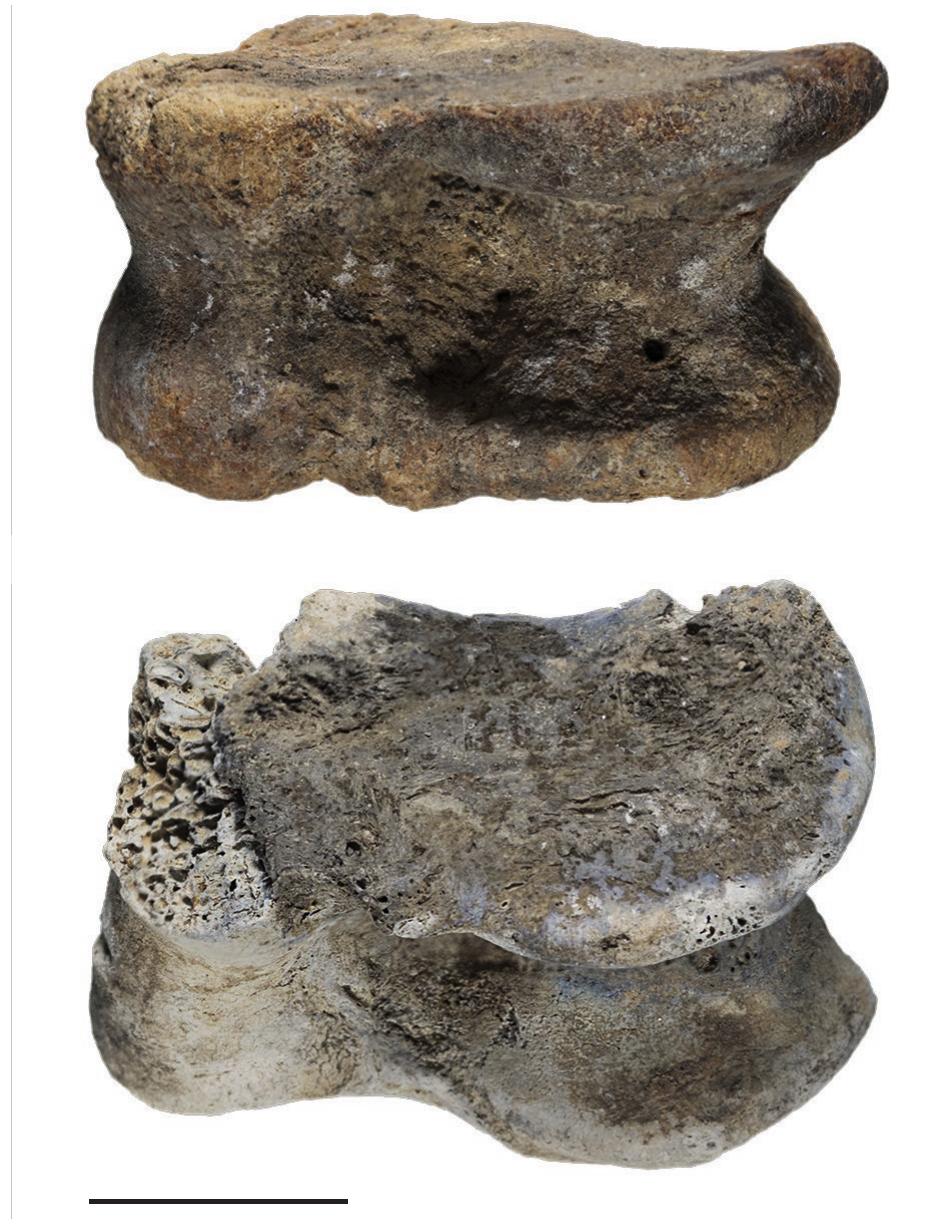 Fic. 4. — Tomb 116, “Triangular pyramid” shaped knuckle bones (caprines). Scale bar: 1 cm. Photo credit: J. Gomez Carrasco. 