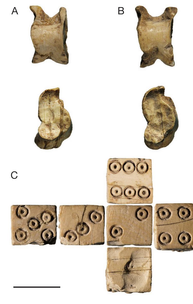 Fia. 6. — Some examples of modified bone or ivory objects from Tomb 43. A, B, two imitation astragali in “plantar” and “lateral” view; C, different faces of the ivory dice recovered (according to Blasco Martin 2016: 249). Scale bar: 1 cm.  Photo credit: J. GOmez Carrasco.  Fia. 5. — Tomb 46, perforated knuckle bone. Scale bar: 1 cm. Photo credit P. Thomas. 