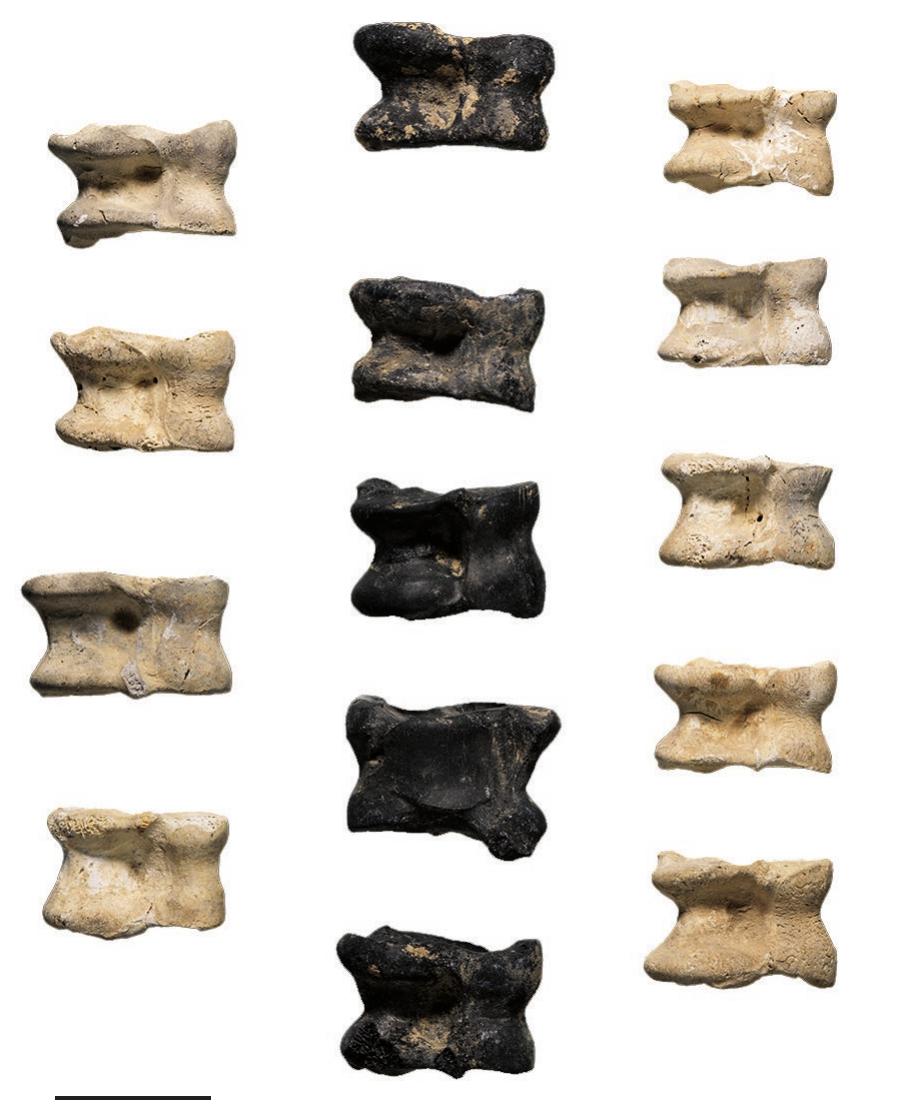 Fic. 7. — Knuckle bones found in Tomb 70. Scale bar: 2 cm. Photo credit: J. Gomez Carrasco. 