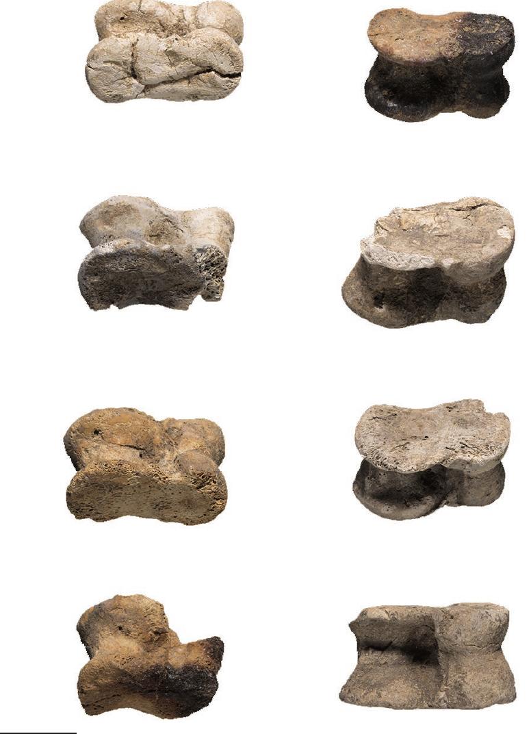 Fia. 8. — Knuckle bones found in Tomb 116. Scale bar: 2 cm. Photo credit: J. Gomez Carrasco. 