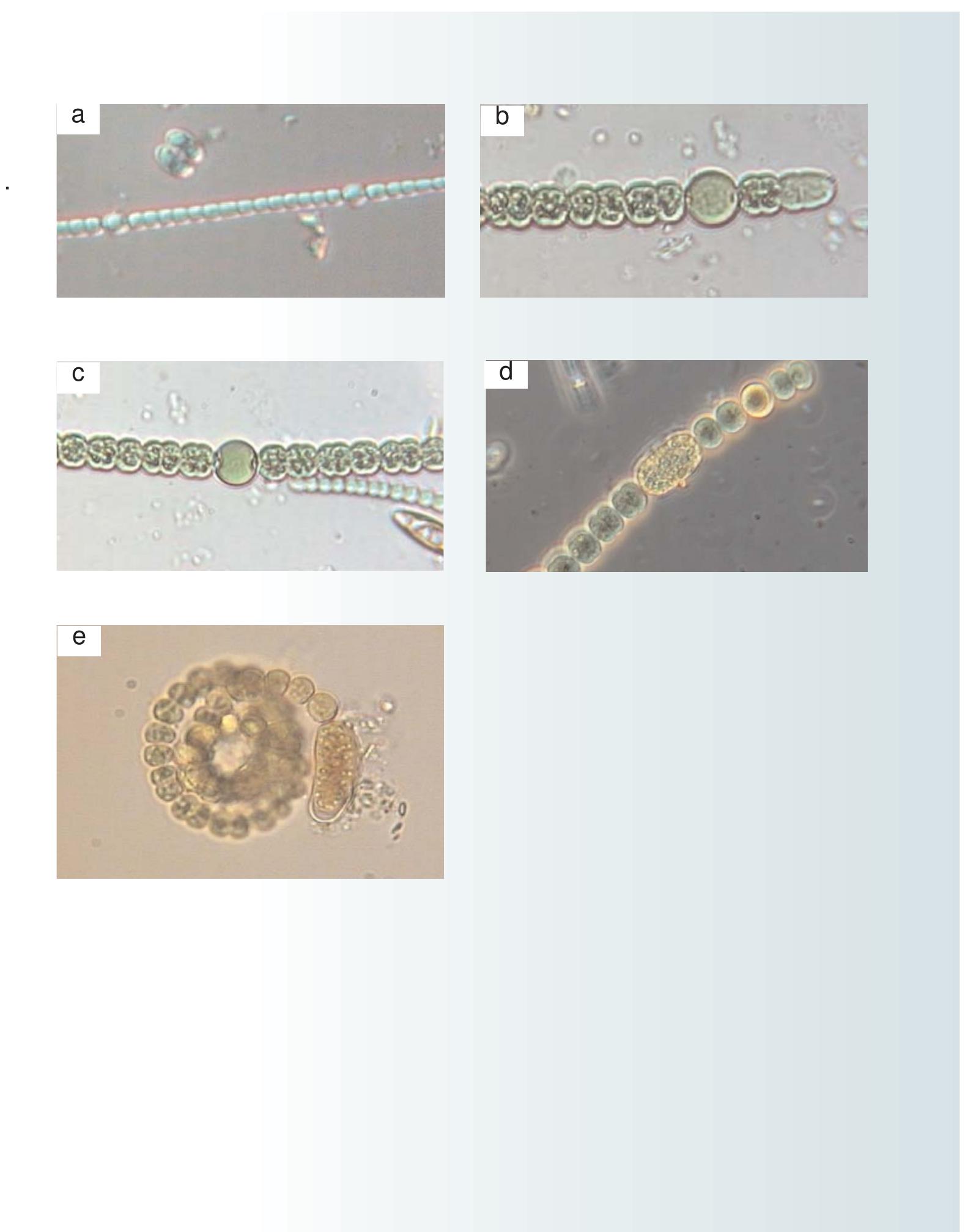 (PDF) Easy identification of the most common freshwater algae