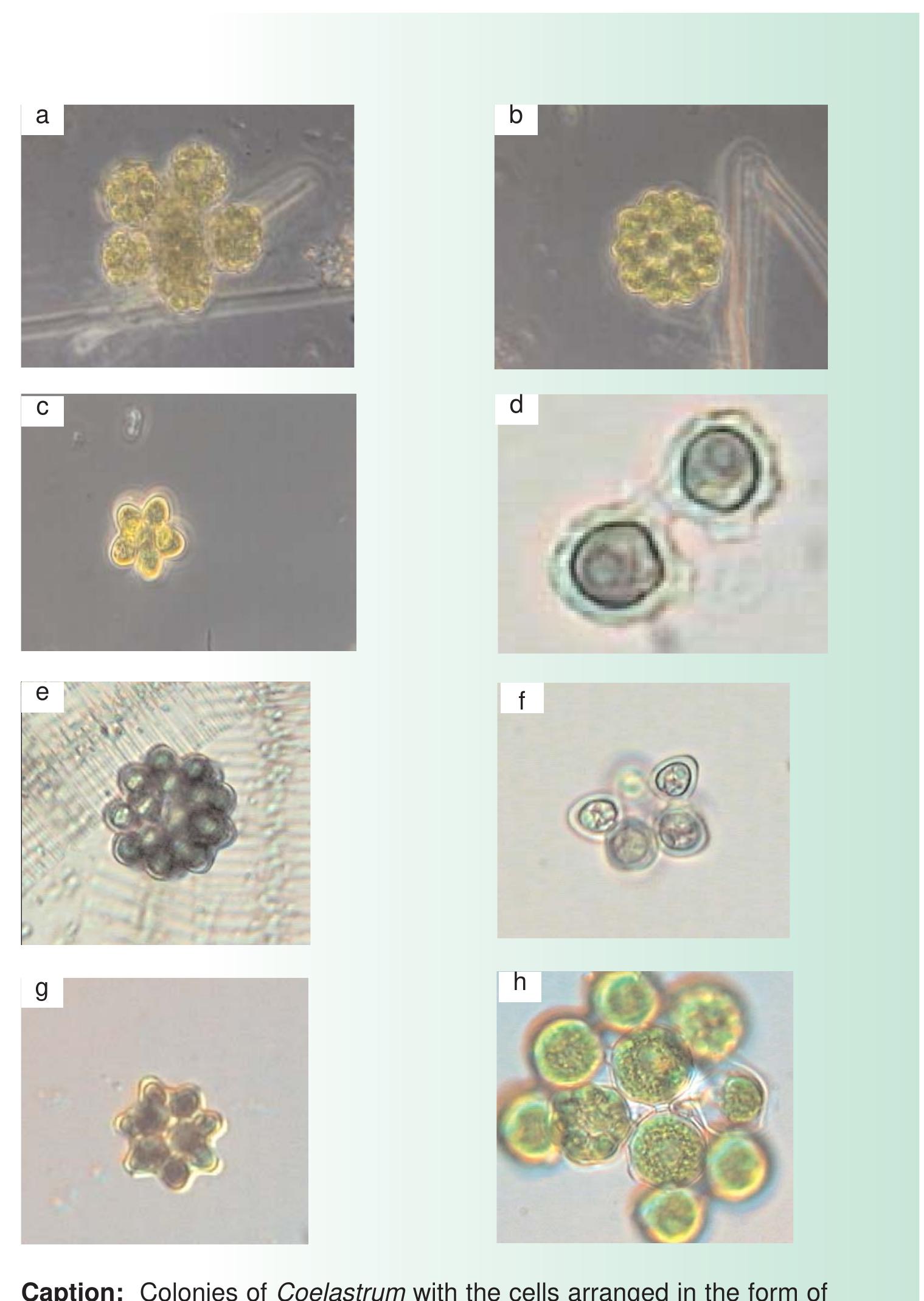 Figure 122 - Easy identification of the most common