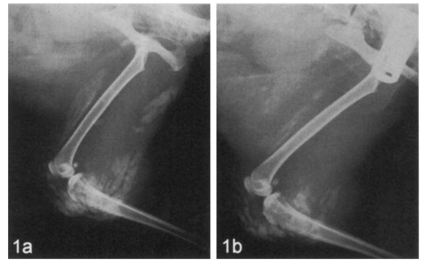 (PDF) Linear Osteochondromatosis in a Cat