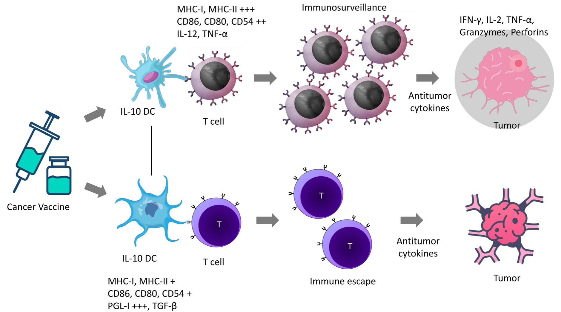 Figure 3 - Immunotherapy for neuroblastoma using mRNA