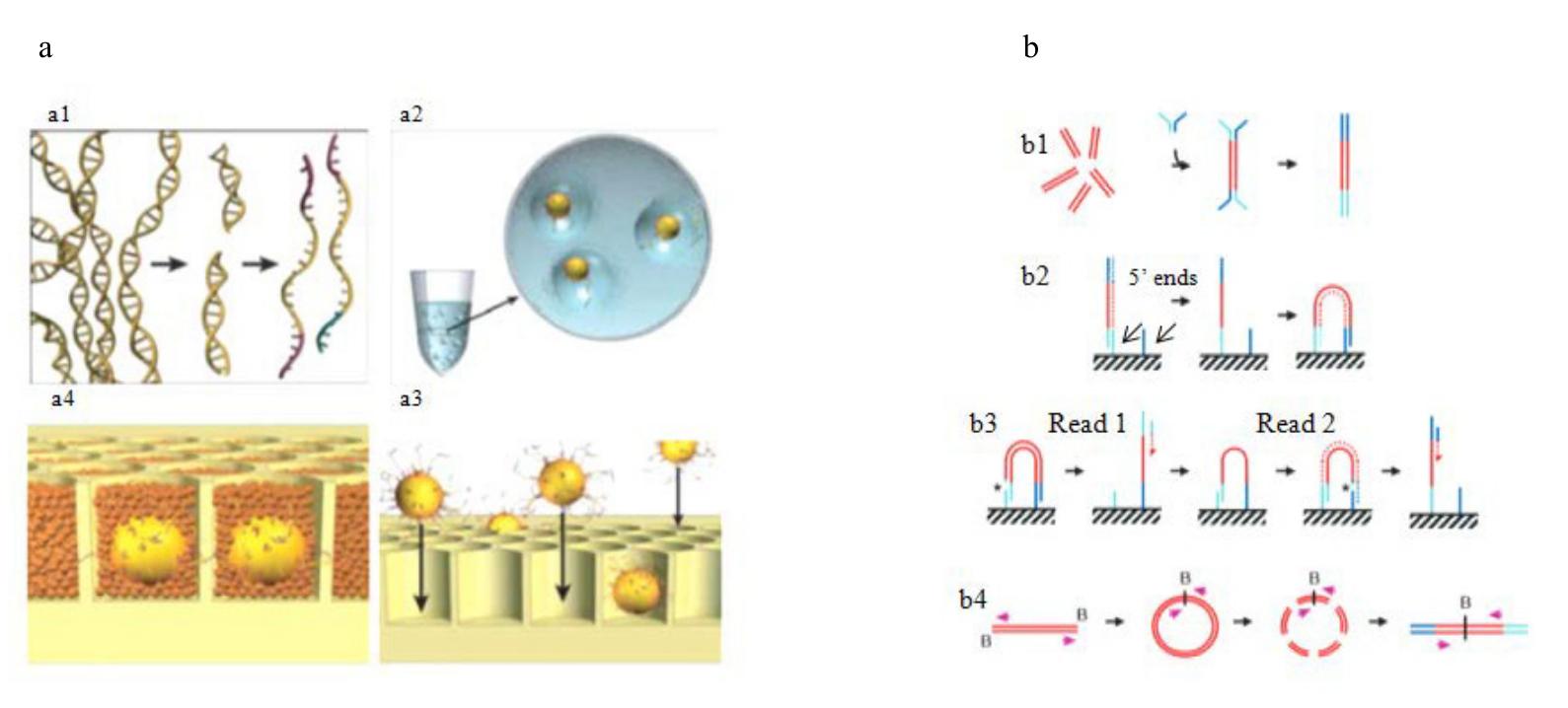 PDF) Ancient DNA: a multifunctional tool for resolving anthropological  questions, image size:1589x718