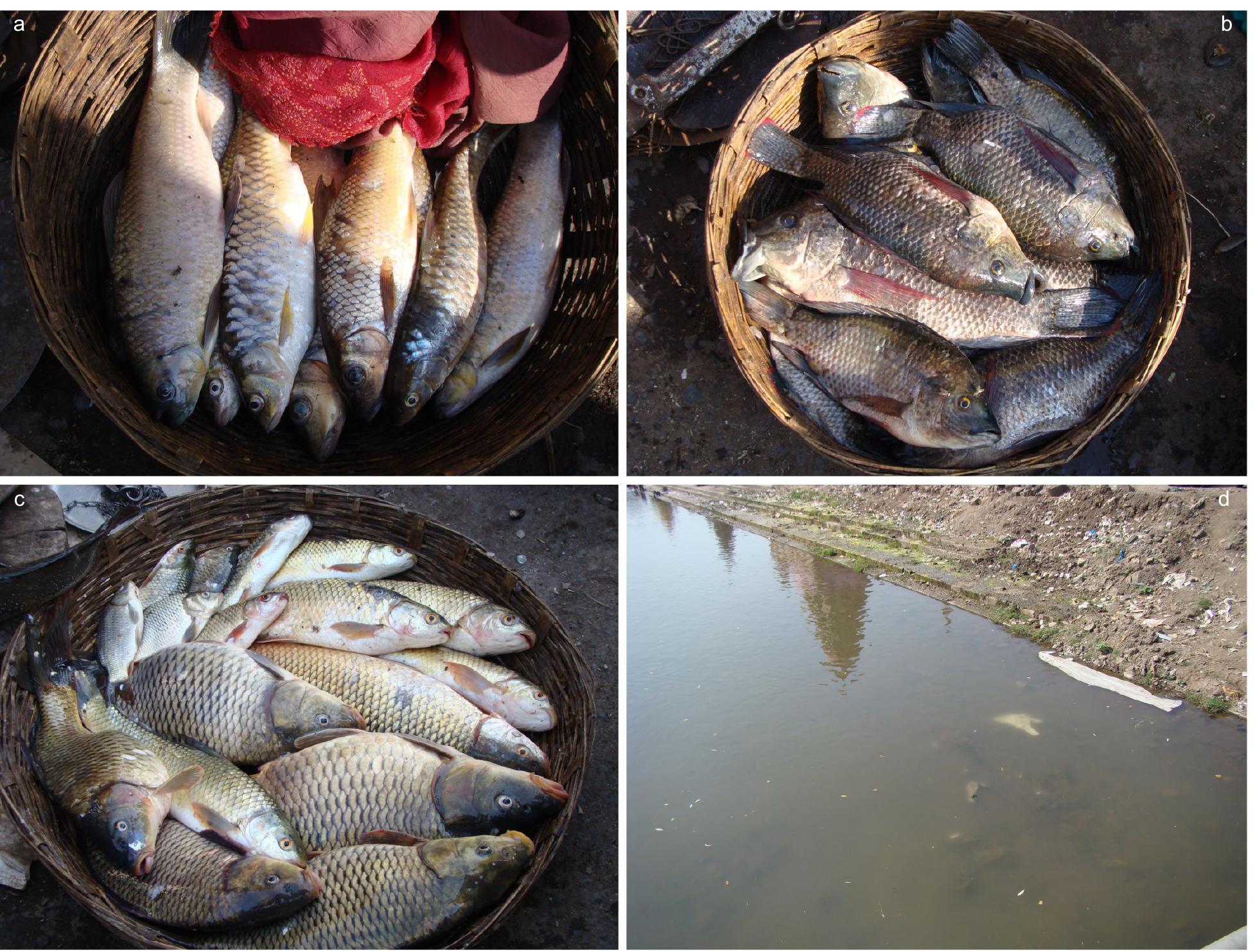 (PDF) Freshwater fish fauna of Krishna River at Wai, northern Western ...