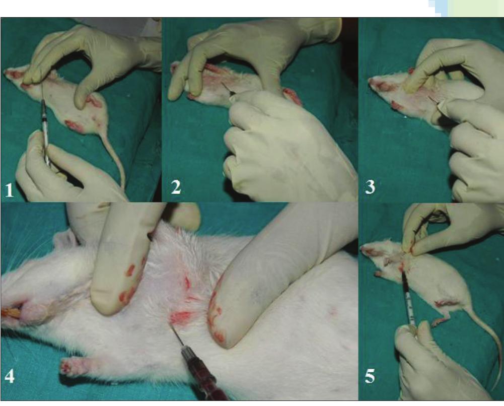 Figure 8 - from Blood sample collection in small laboratory