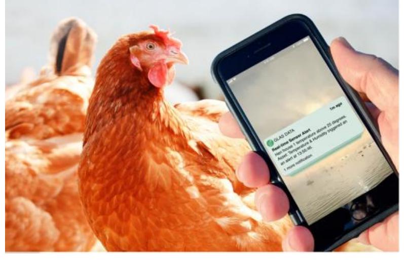 (PDF) Smart Chicken Poultry Farm Using IoT Techniques