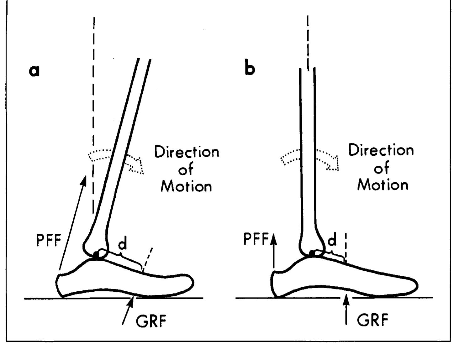 Mtpj Rom (PDF) Relationship of Plantar-Flexor Peak Torque and Dorsiflexion Range ...