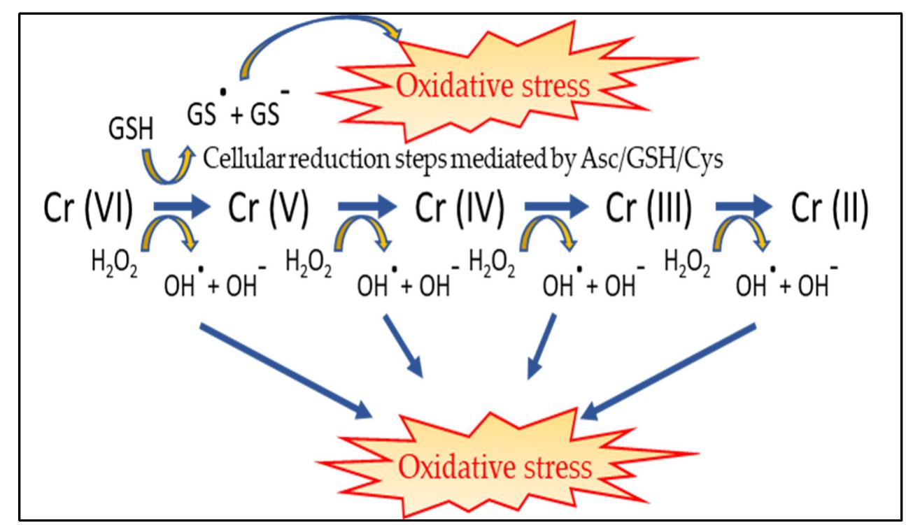 Schematic representation of free radicals formation during