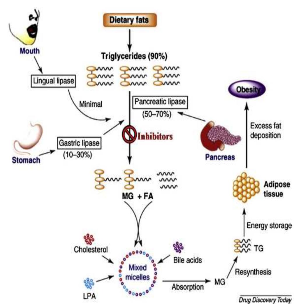 Figure 1 - from Fat-Rich Food Review on Obesity Control
