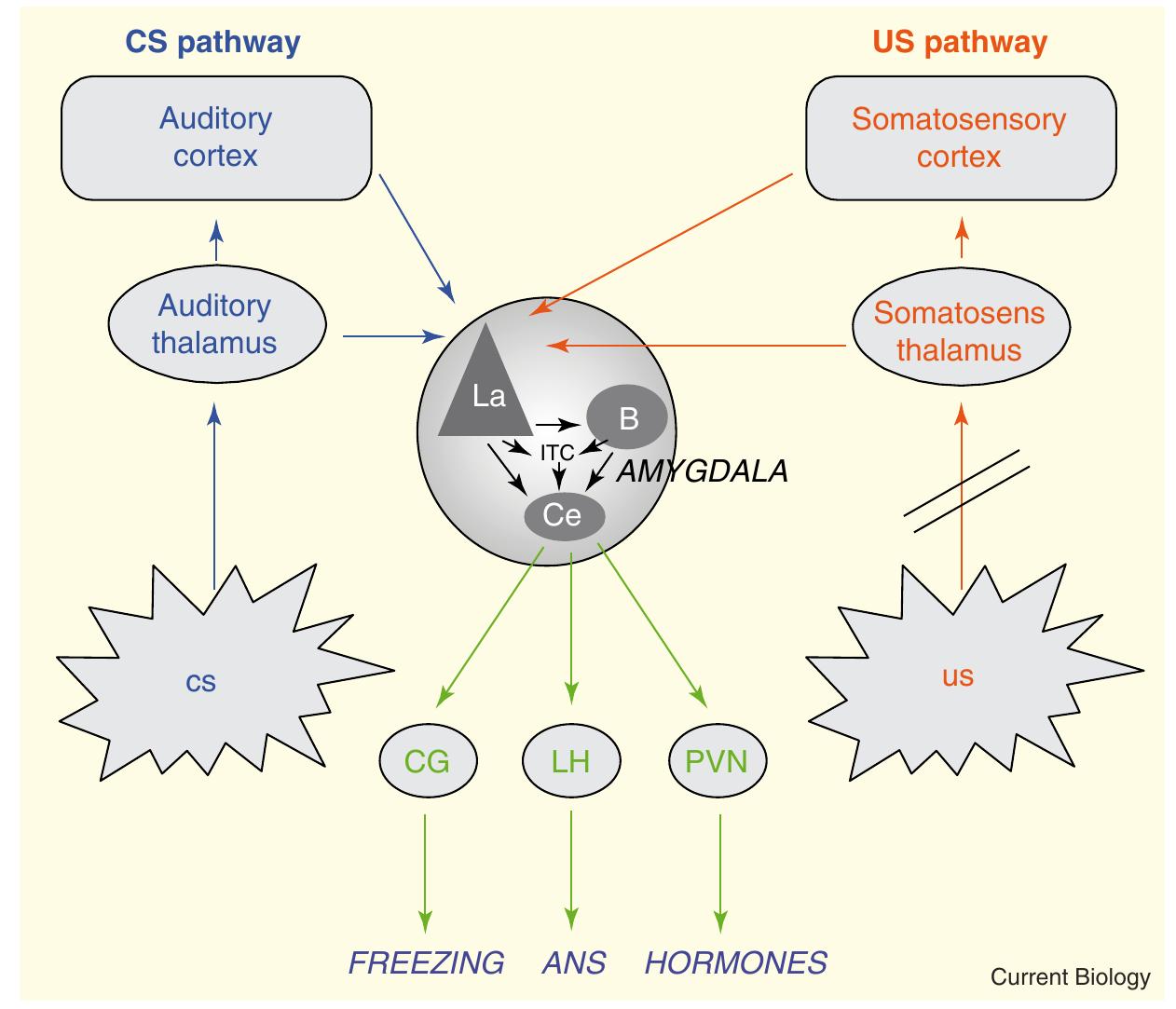 Key areas of the amygdala, as shown in the rat brain. the