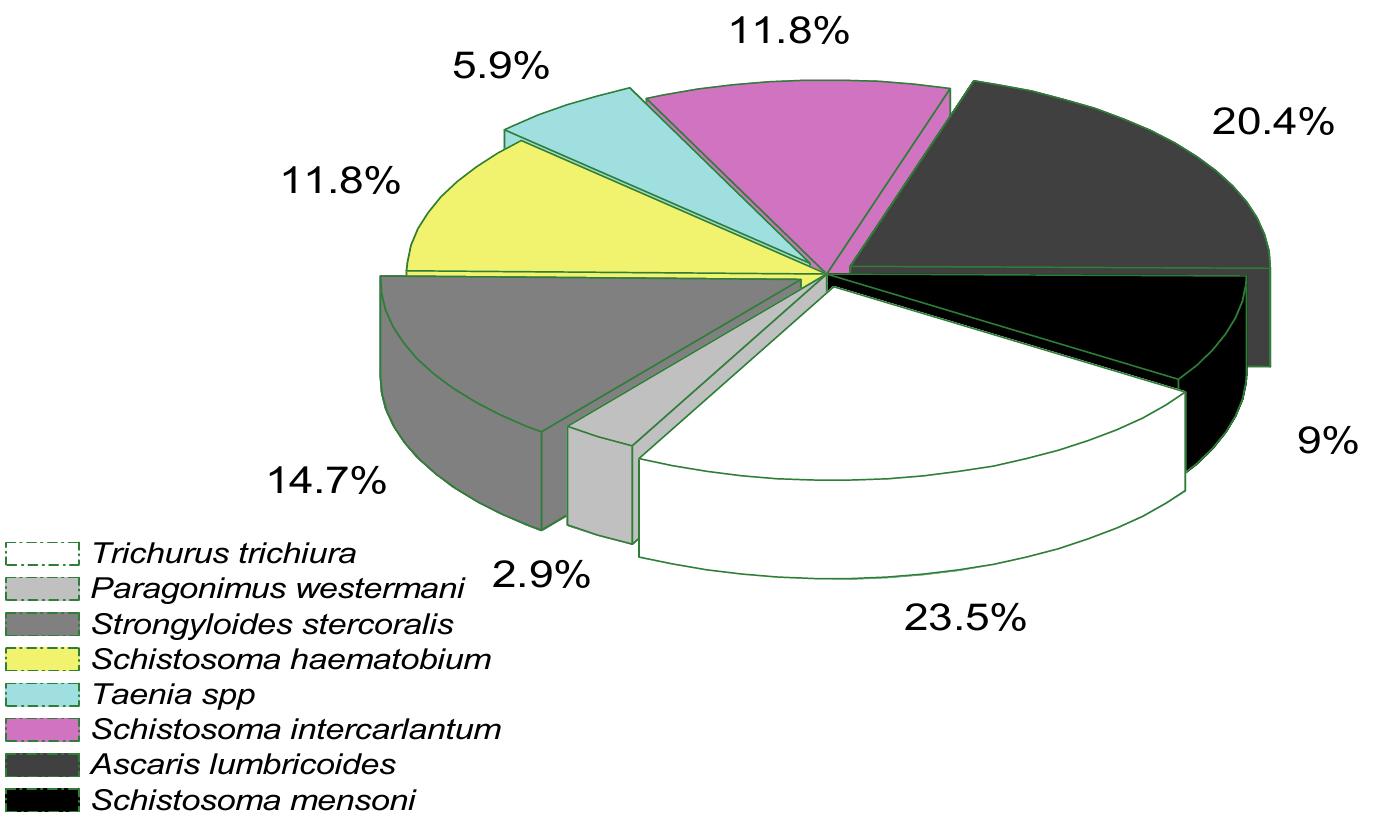Figure 4. Relative abundance of species of parasites identified in the digestive tract of fish Oreochromis niloticus  Trichurus trichiura (23.5%) is the most common endoparasite found in the digestive tracts of fish analysed. Ascaris lumbricoides (20.6%) came second followed by Strongyloides stercoralis (14.7%), Schistosoma haematobium and Schistosoma intercarlantum (with 11.8% respectively). Schistosoma mensoni accounts for 9% while Taenia spp  was analysed at 5.9% and Paragonimus westermani at 2.9% (figure 4). 