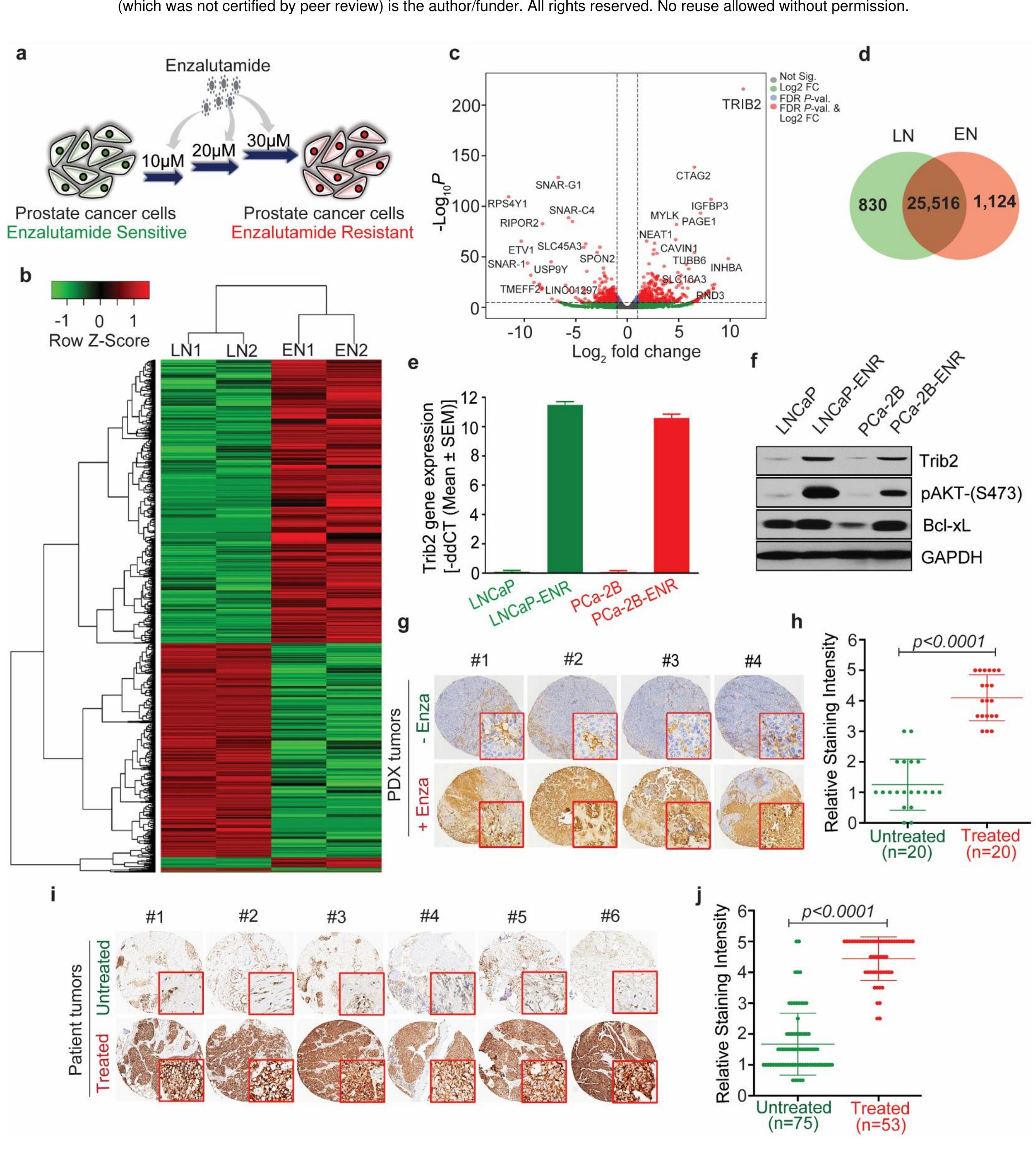 (PDF) Tribbles 2 confers enzalutamide resistance in prostate cancer by ...