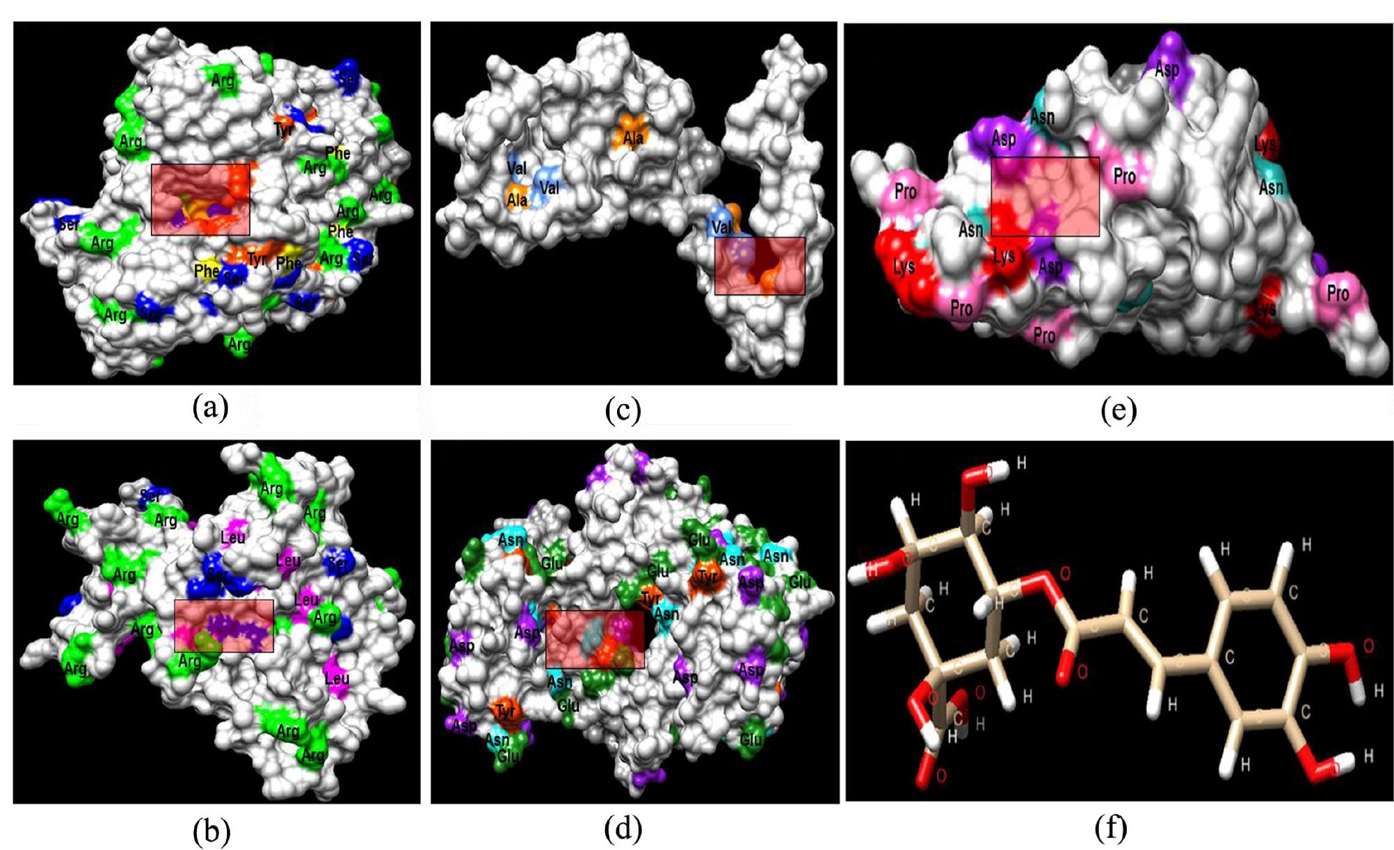 ((a)-(e)) 3d structure of all five-protein-complex with the