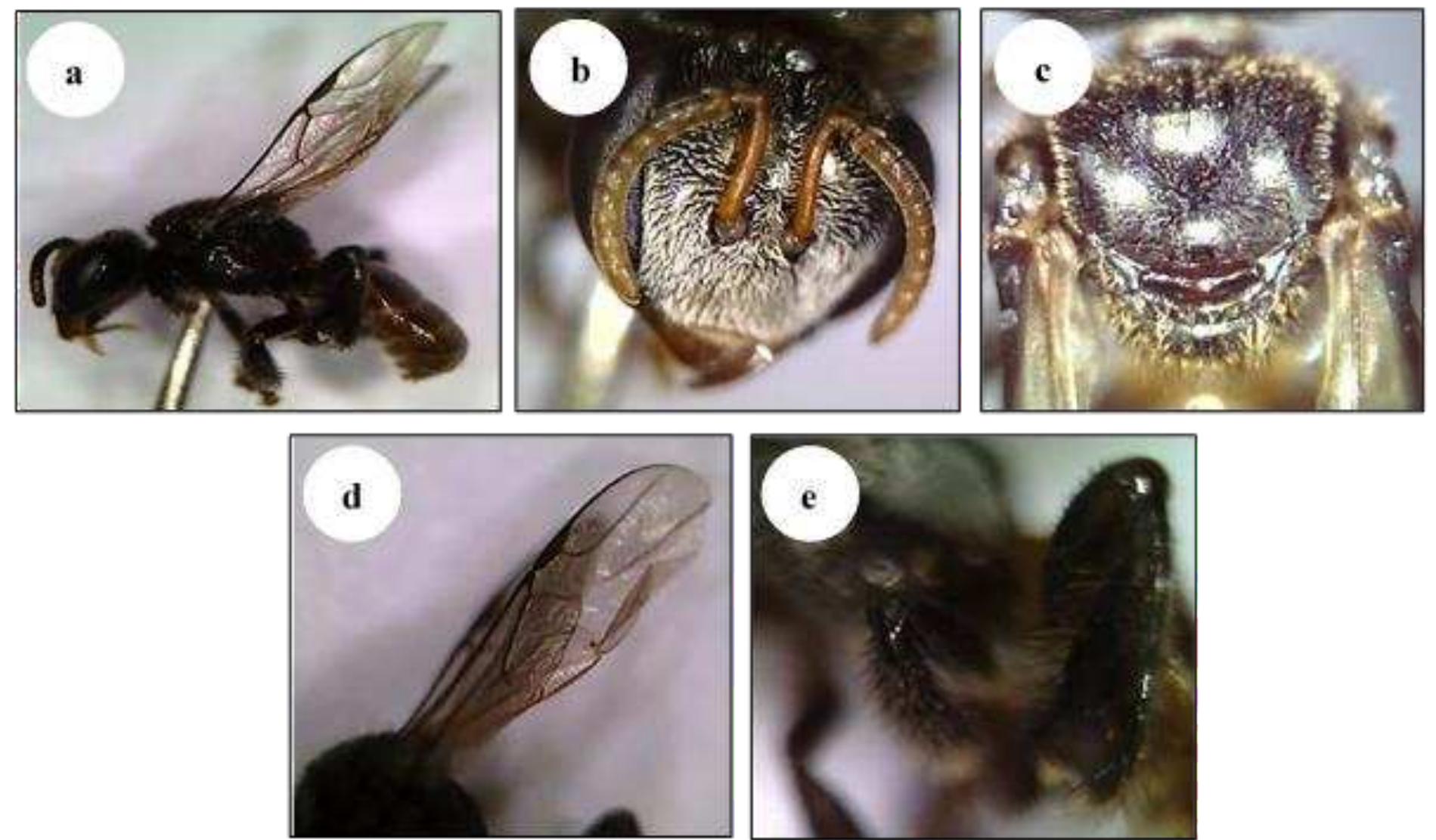 Phylogeny tree of stingless bees used in meliponiculture in