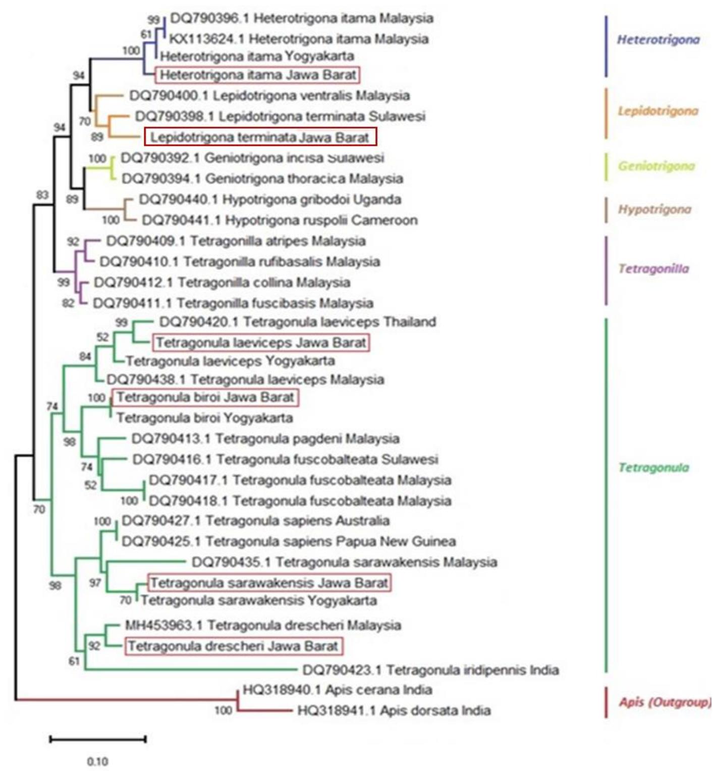 Phylogeny tree of stingless bees used in meliponiculture in