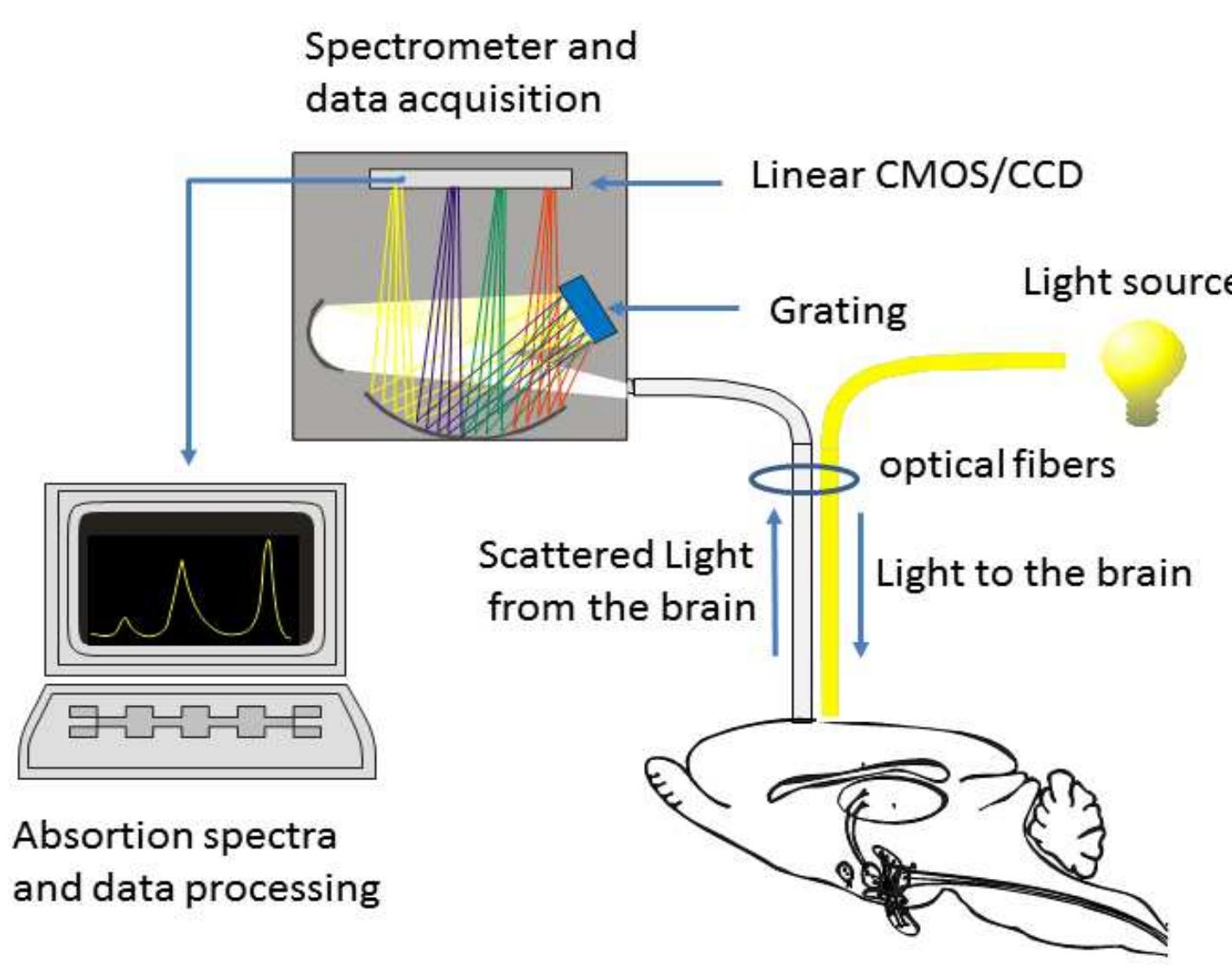 Figure 1 - from In vivo Near Infrared Spectroscopy: a novel