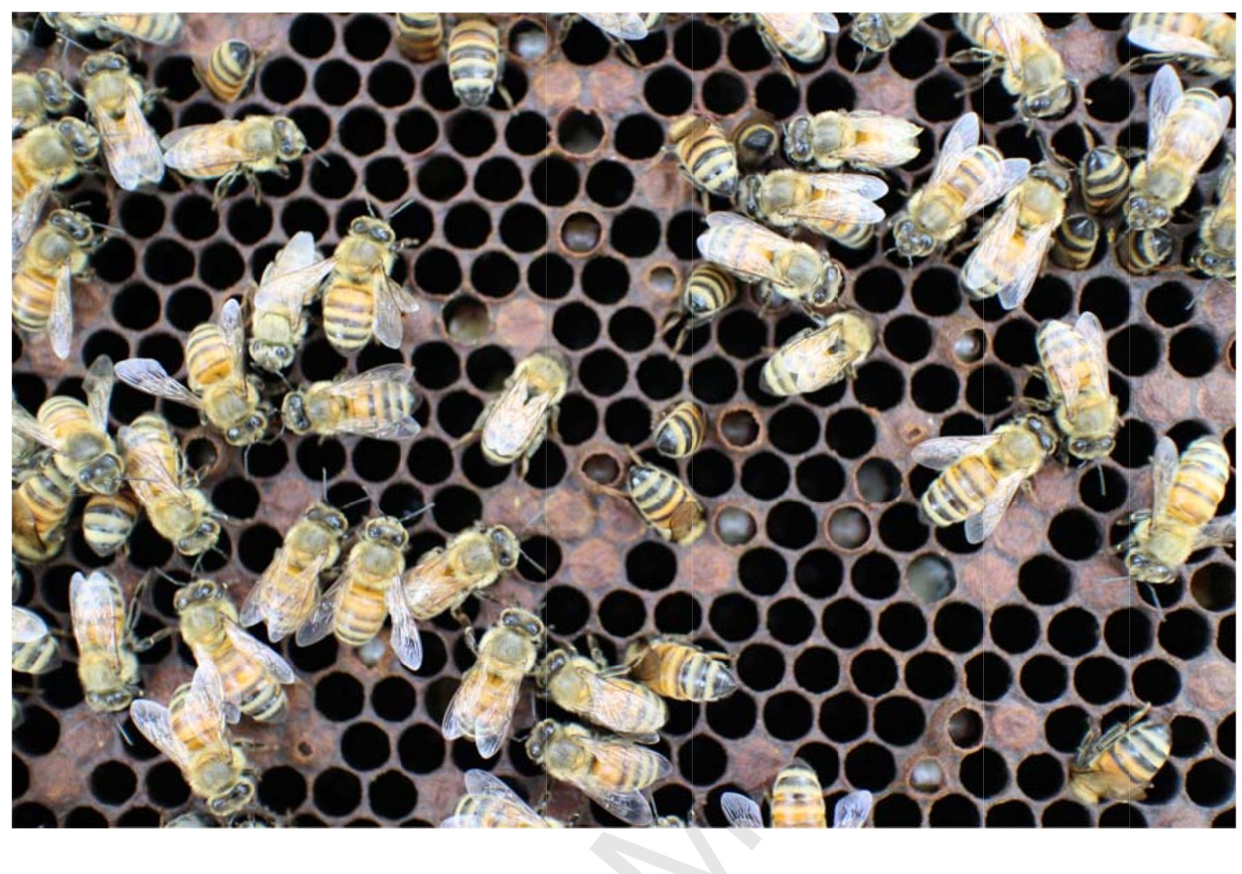 Spring Brood Patterns Figure 2 - from Tropilaelaps mite: an emerging threat to