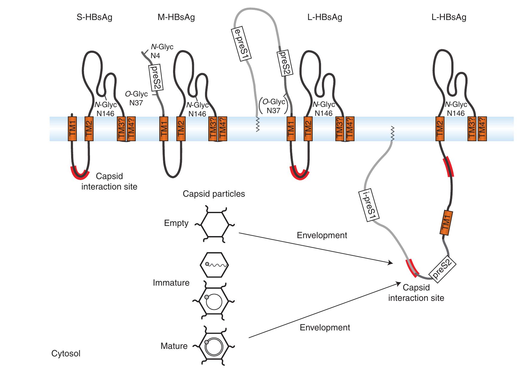 (PDF) Assembly and Release of Hepatitis B Virus