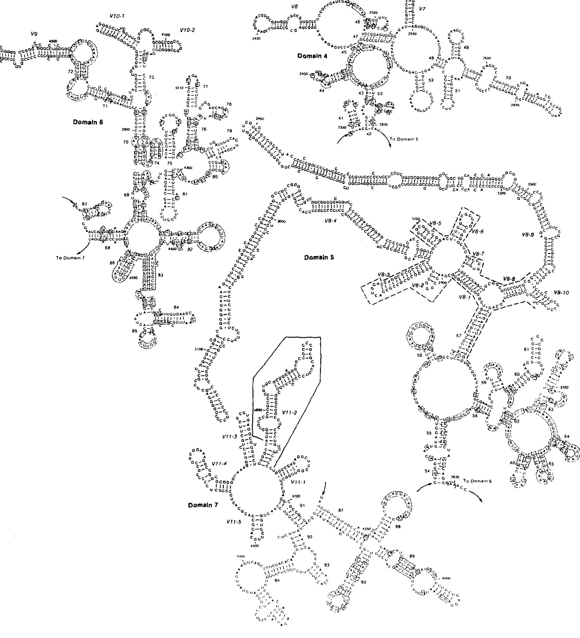 Figure 6 - The secondary structure of human 28S rRNA: The