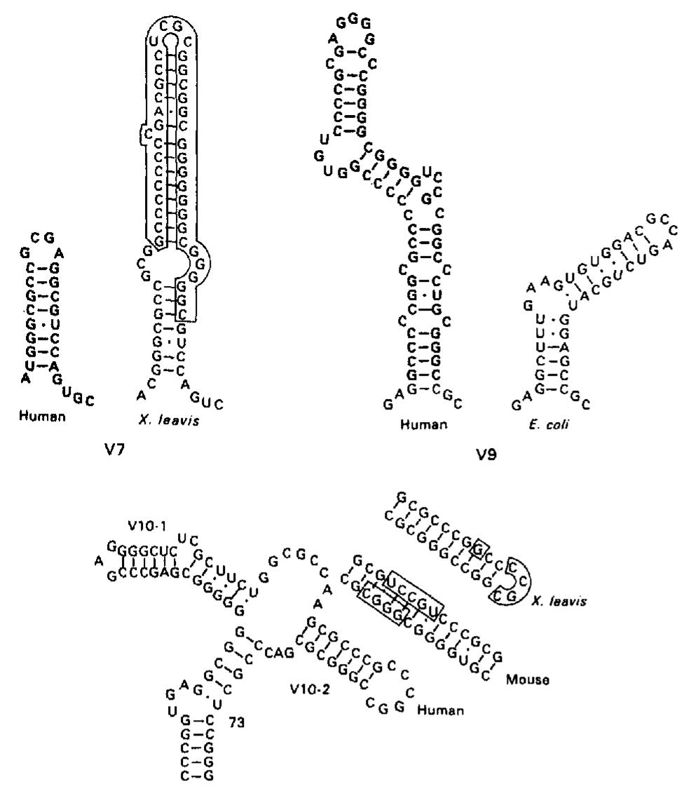(PDF) The secondary structure of human 28S rRNA: The structure and ...