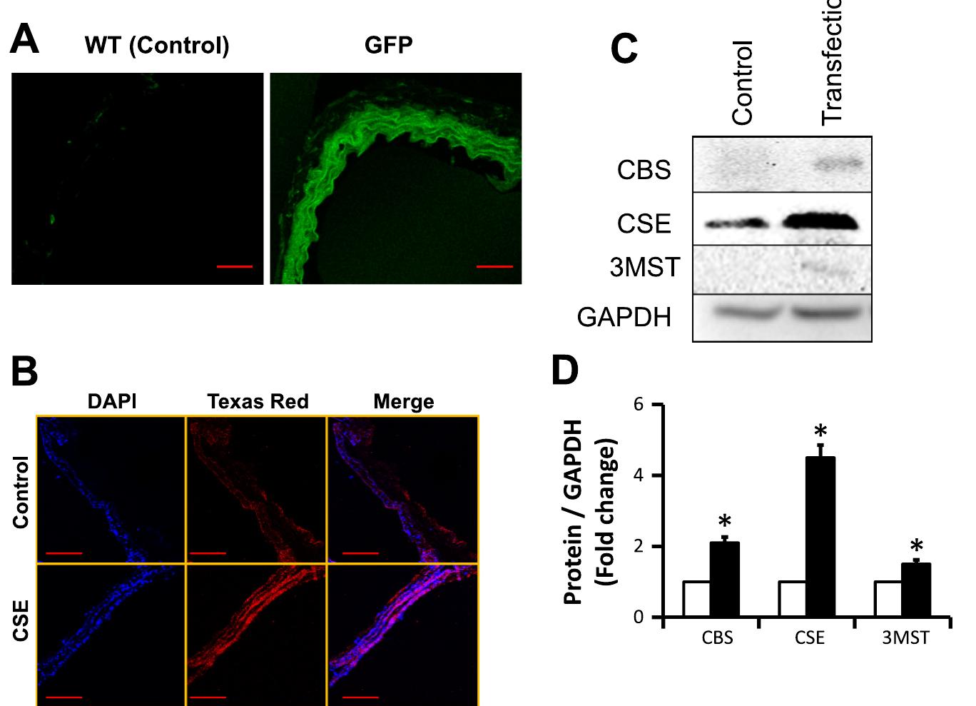 Immunoblotting. protein was isolated from cells using ripa