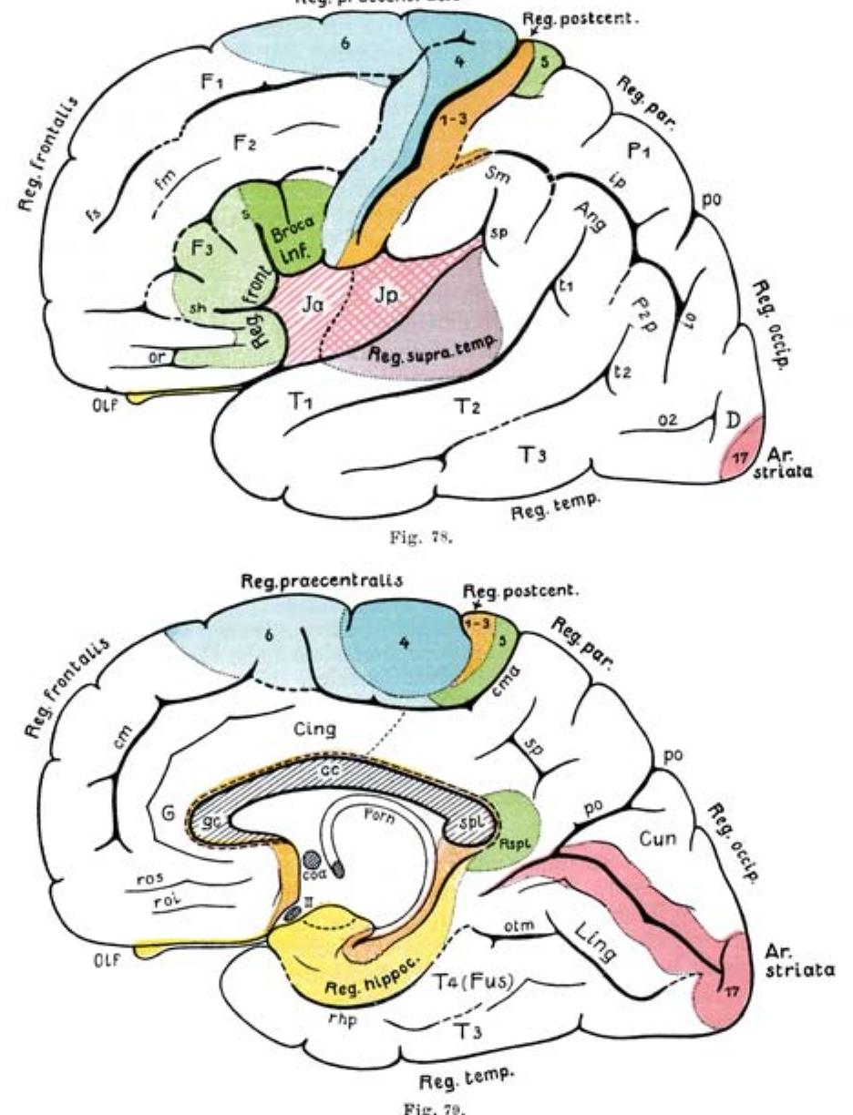 (PDF) Brodmann’s map of the human cerebral cortex — or Brodmann’s maps?