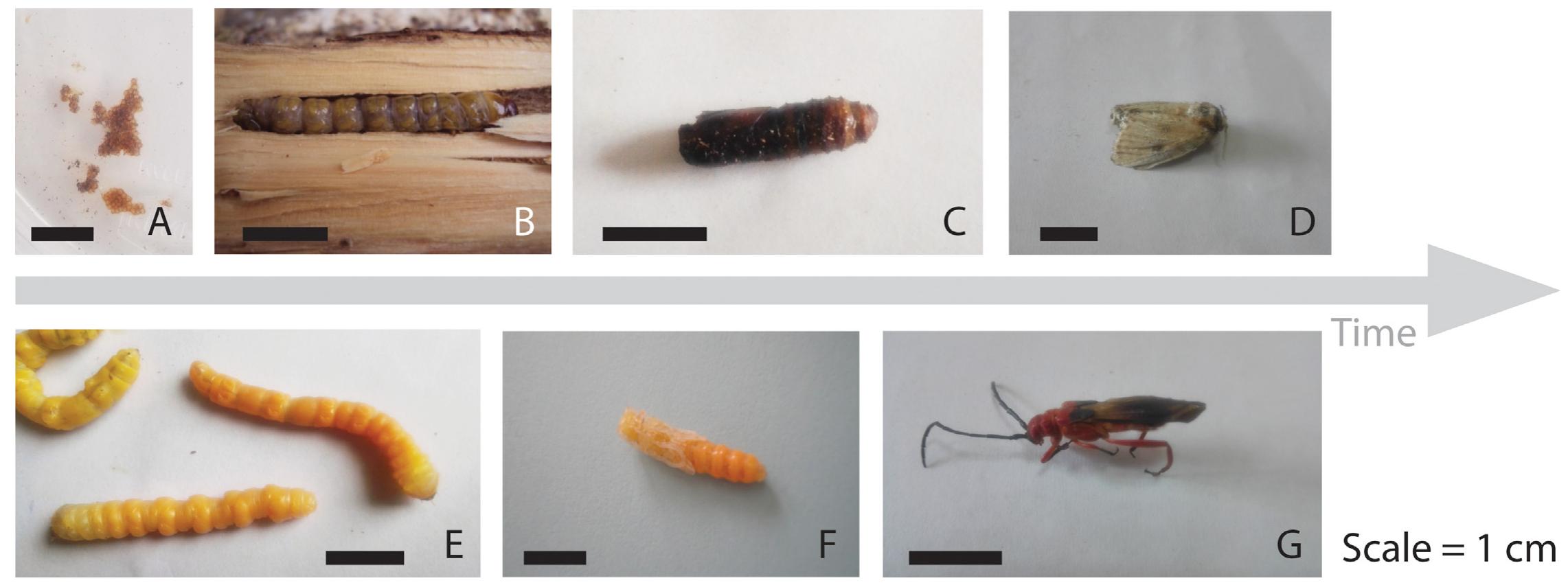 Log Insect Infestation Figure 1 - from Wide Ranging Insect Infestation of the