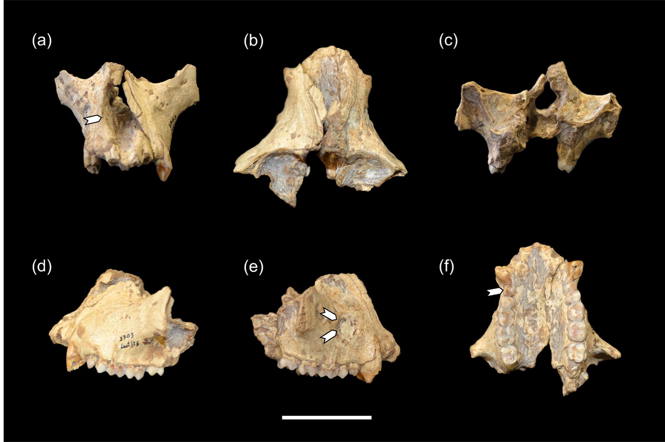 Cercopithecini (PDF) A new species of fossil guenon (Cercopithecini, Cercopithecidae ...