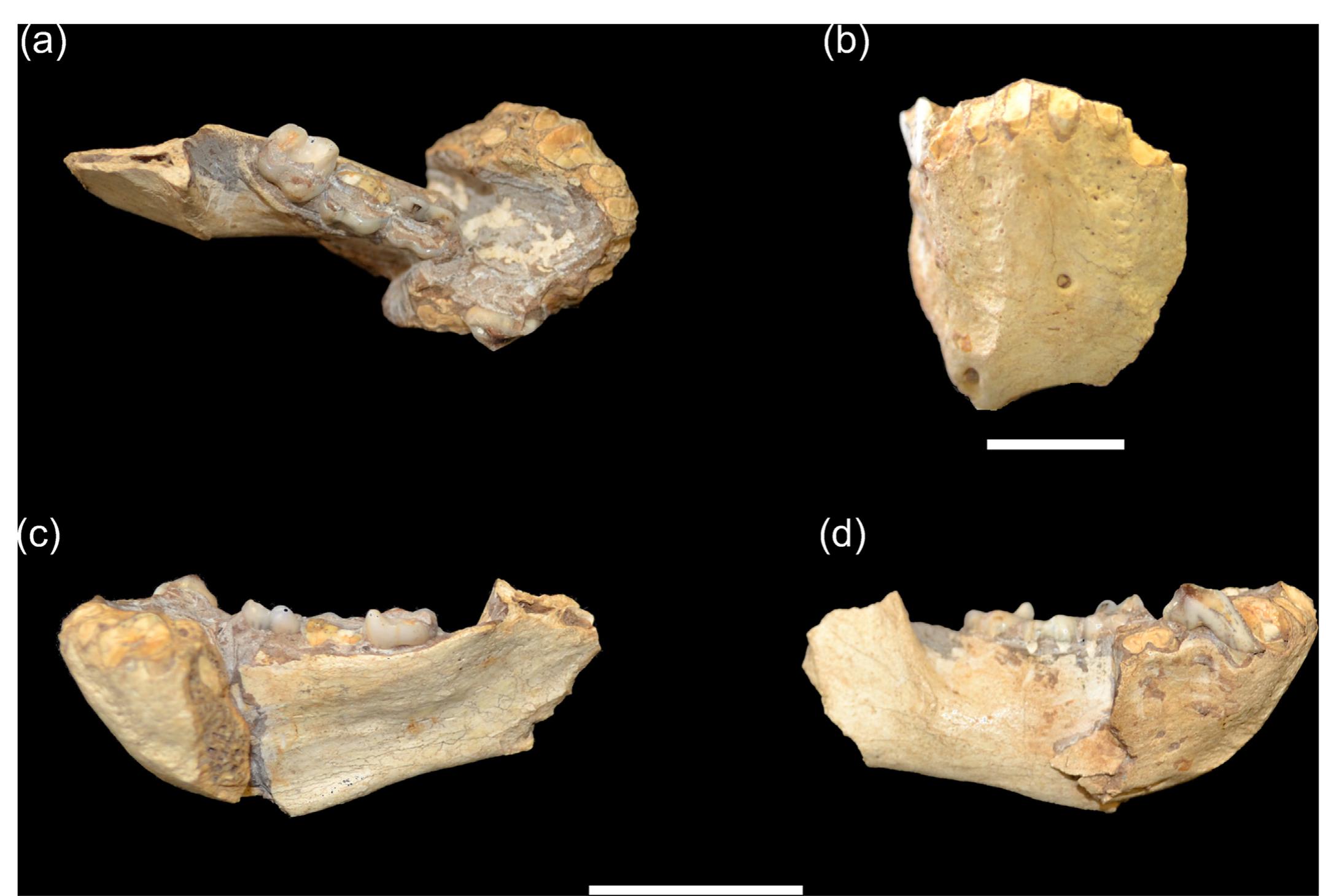 Cercopithecini (PDF) A new species of fossil guenon (Cercopithecini, Cercopithecidae ...