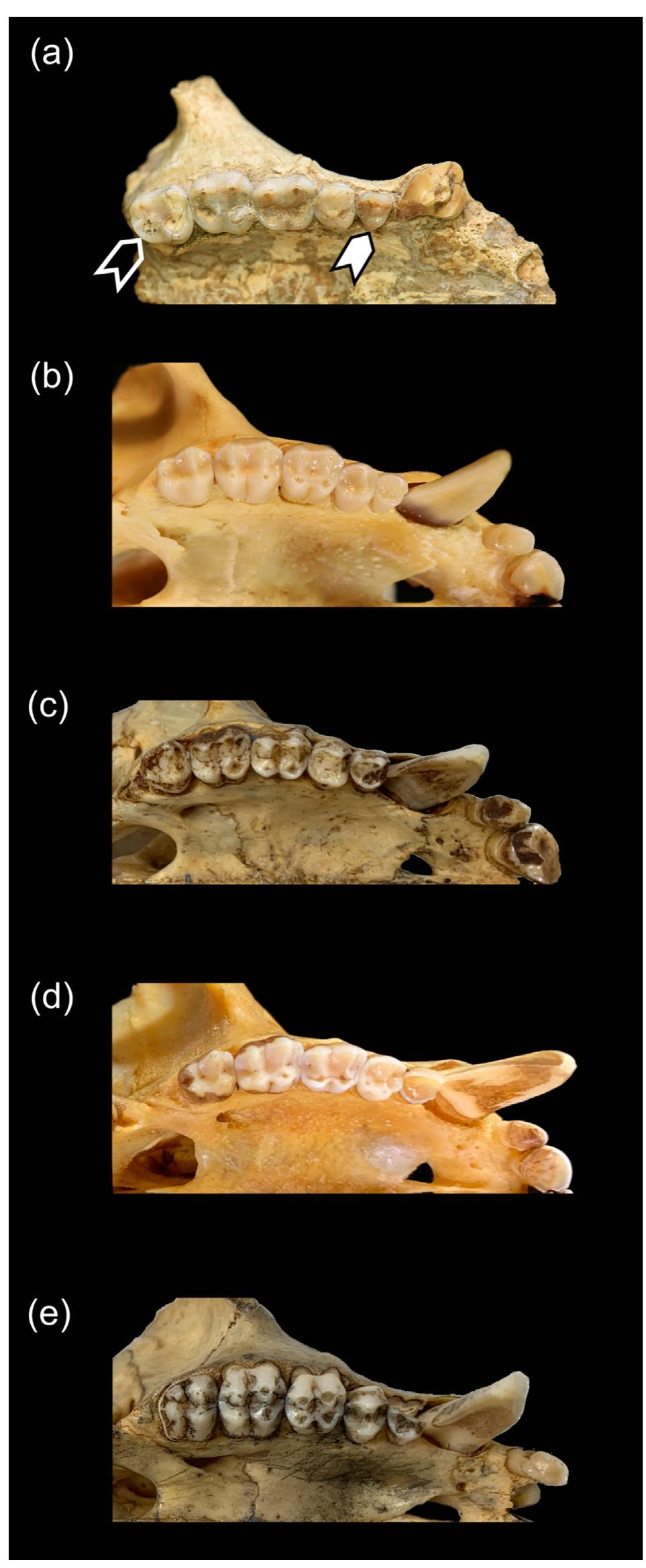 Cercopithecini (PDF) A new species of fossil guenon (Cercopithecini, Cercopithecidae ...