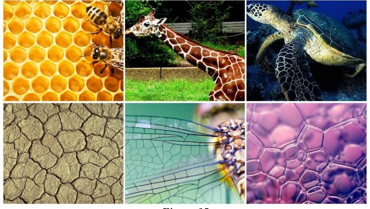 voronoi diagram appearance in nature: honeycomb [41],