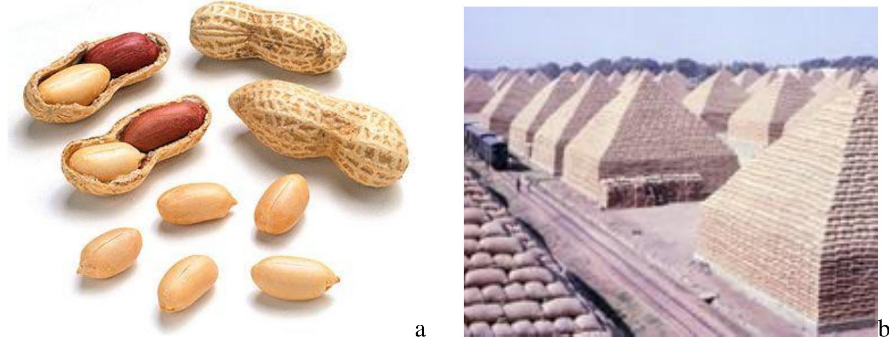 Groundnut fruits and seeds (a) and groundnut pyramid (b)