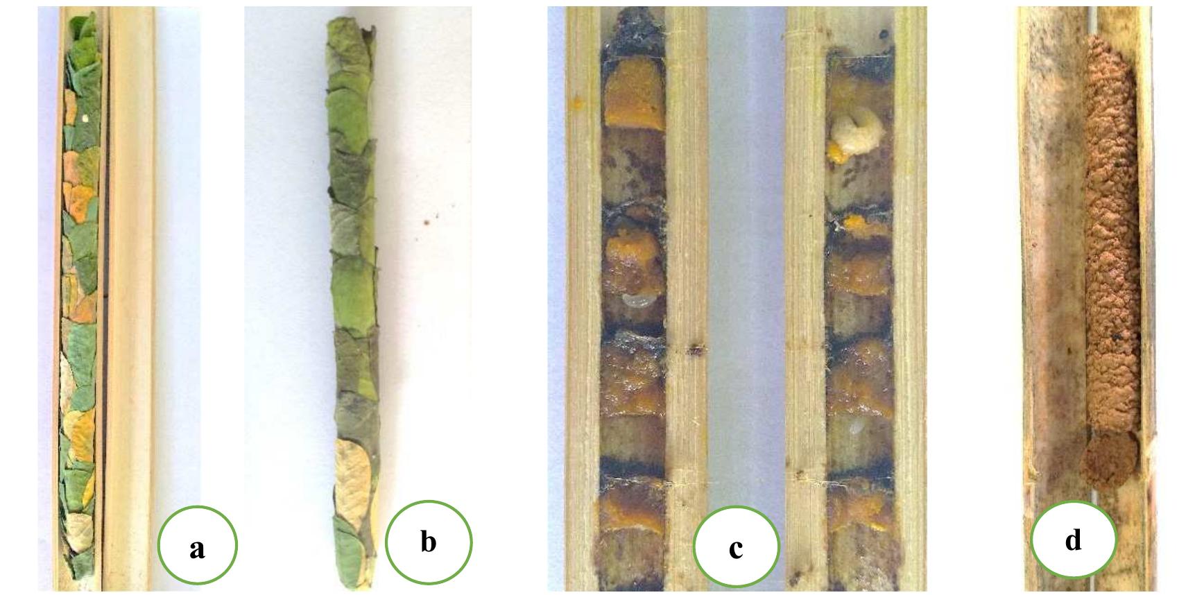 Different types of nesting materials used by bees megachile