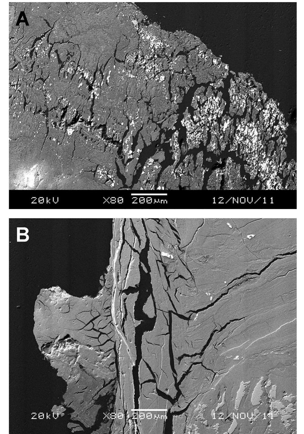 Backscattered electron micrographs of cross sections of