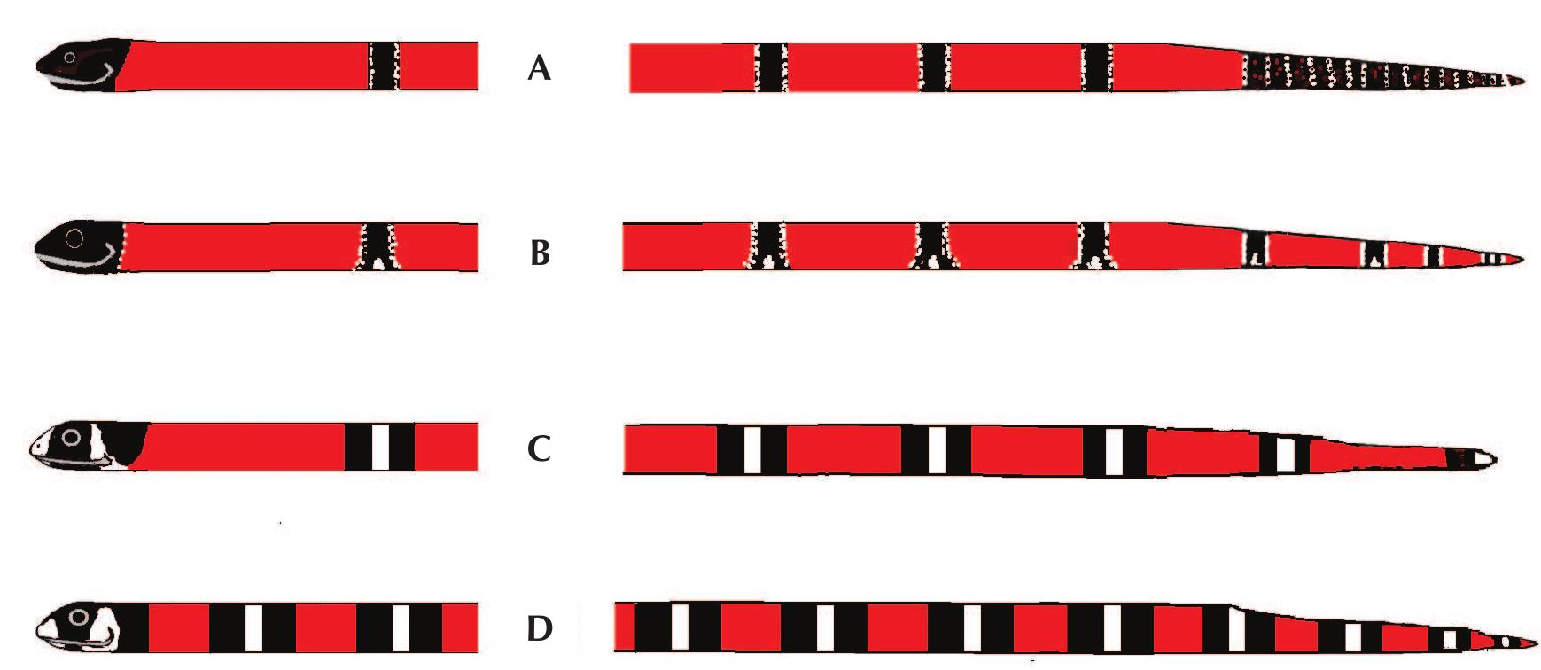 (PDF) The South American false coral snake Erythrolamprus aesculapii ...