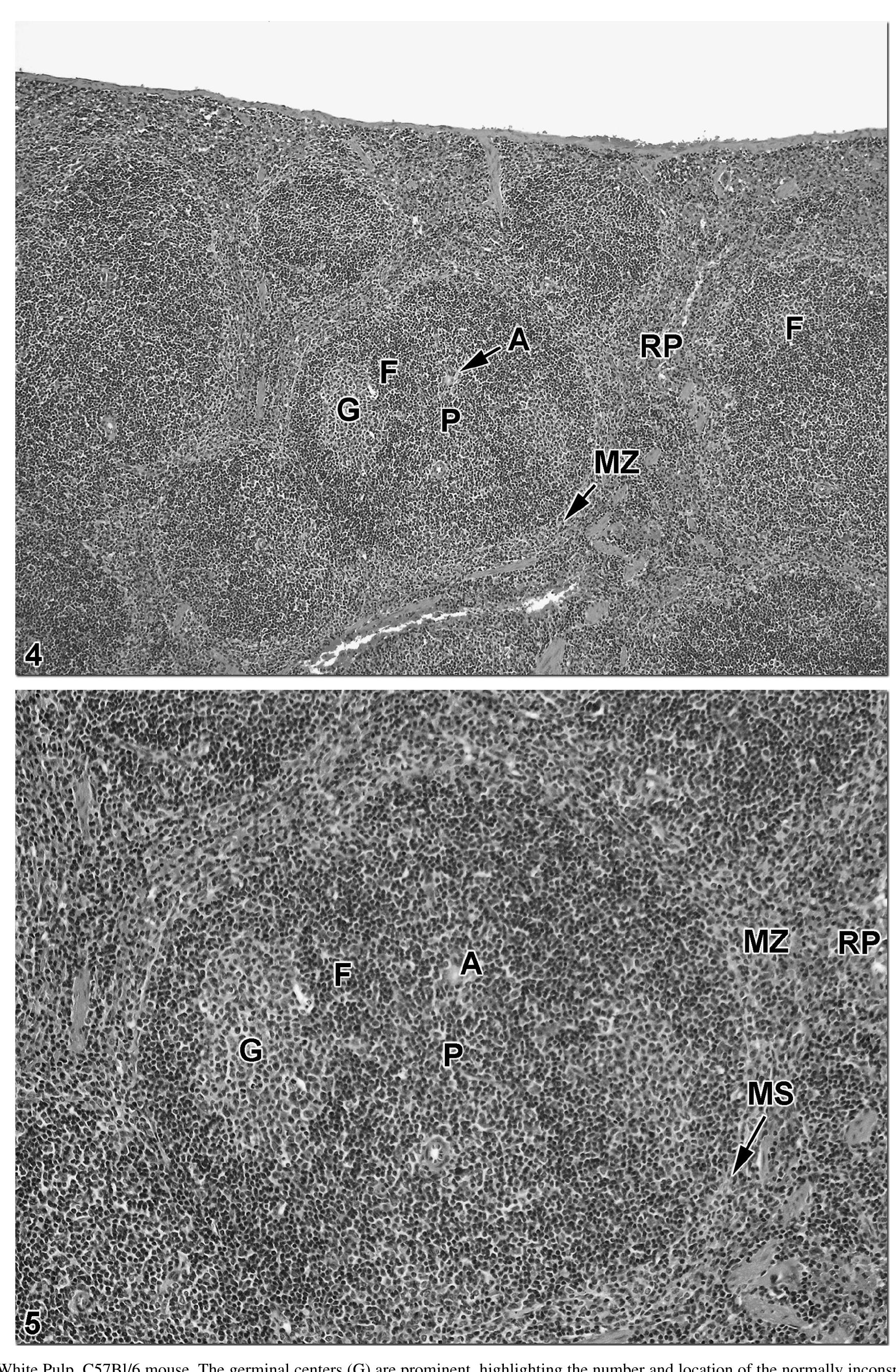 Figure 3 - Normal Structure, Function, and Histology of the
